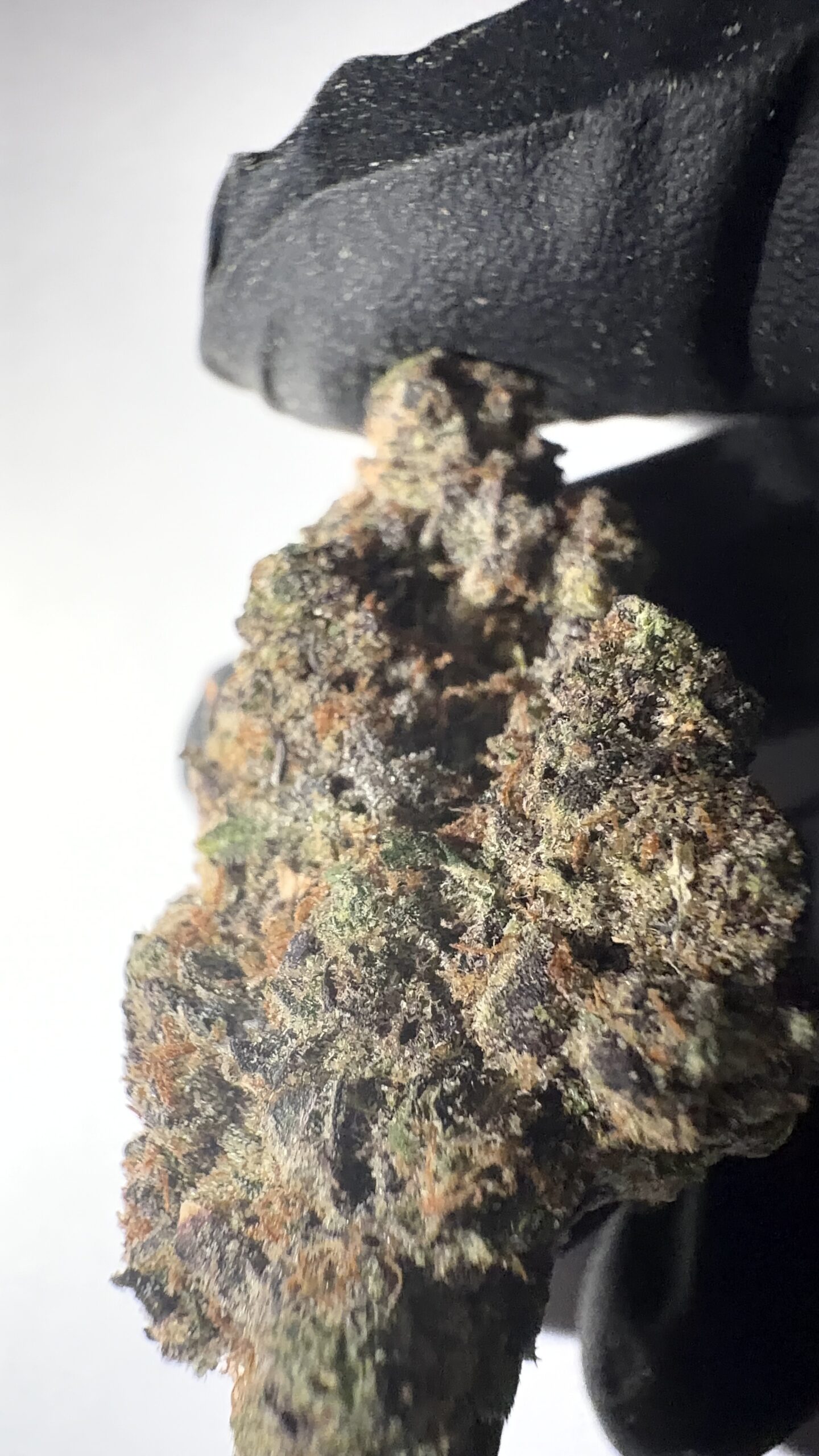 Pineapple Express - THCA Flower (Sativa) - Image 6