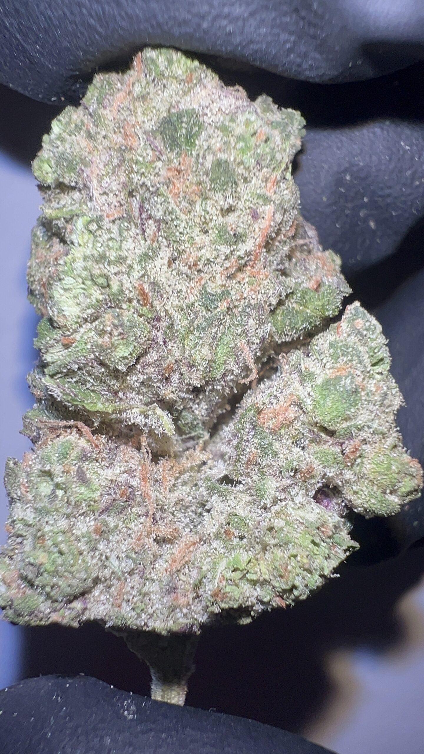 Alaskan Thunder Fuck - THCA Flower (Hybrid) - Image 4