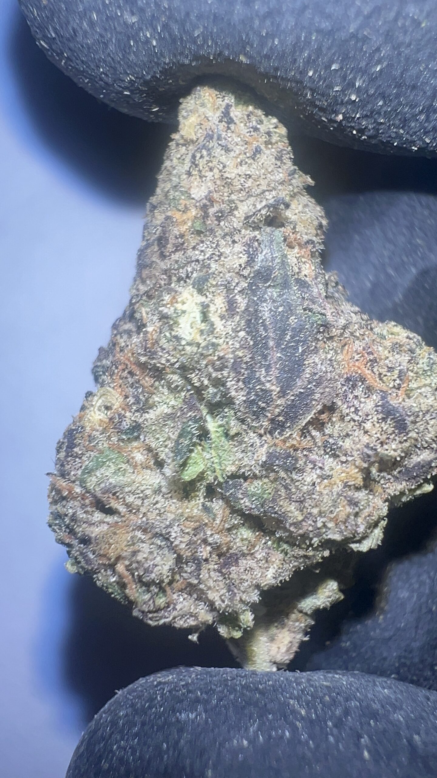 Purple Panty Dropper - THCA Flower (Indica) - Image 3