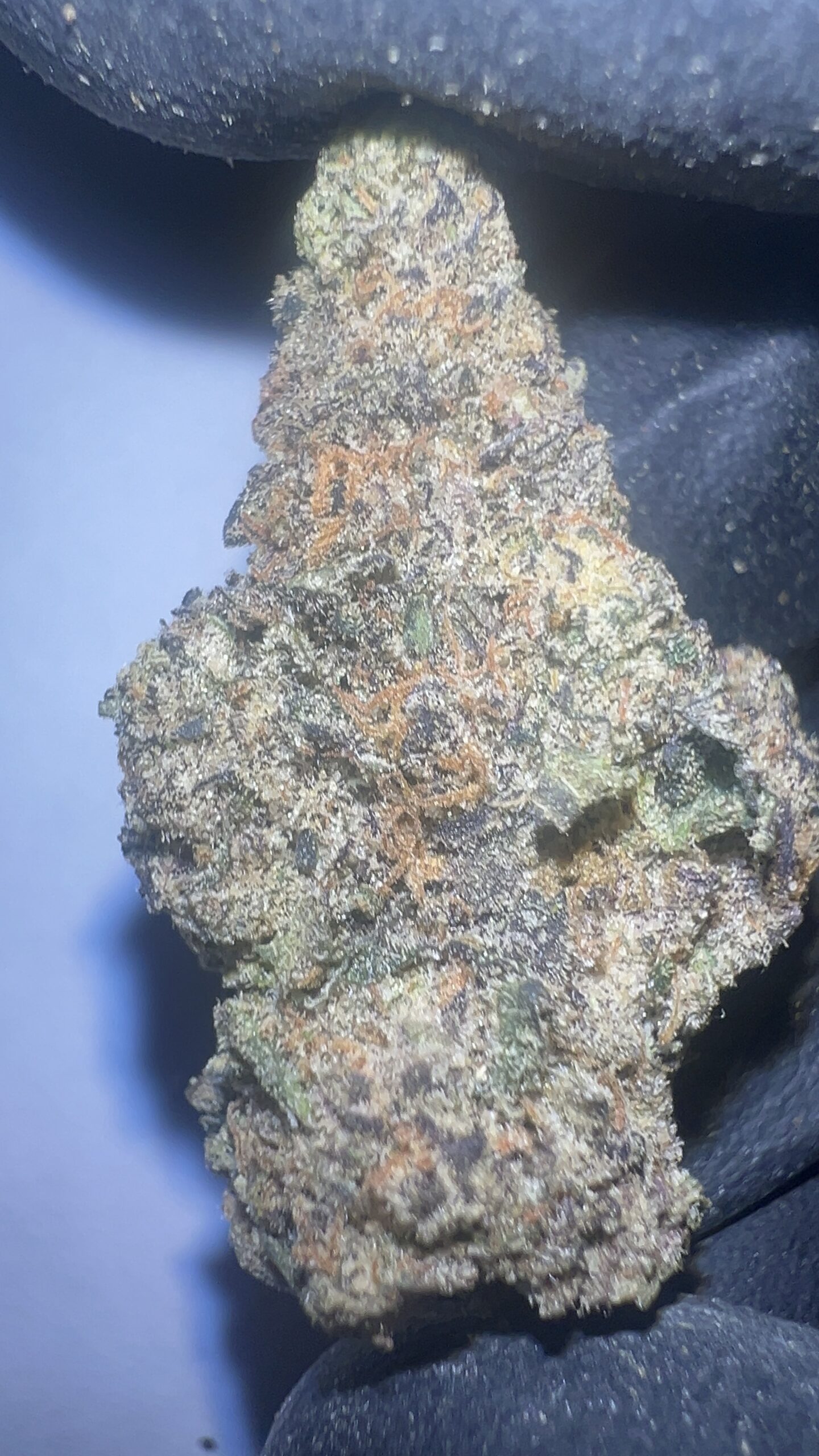 Purple Panty Dropper - THCA Flower (Indica)