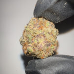Purple Haze - THCA Flower (Sativa)