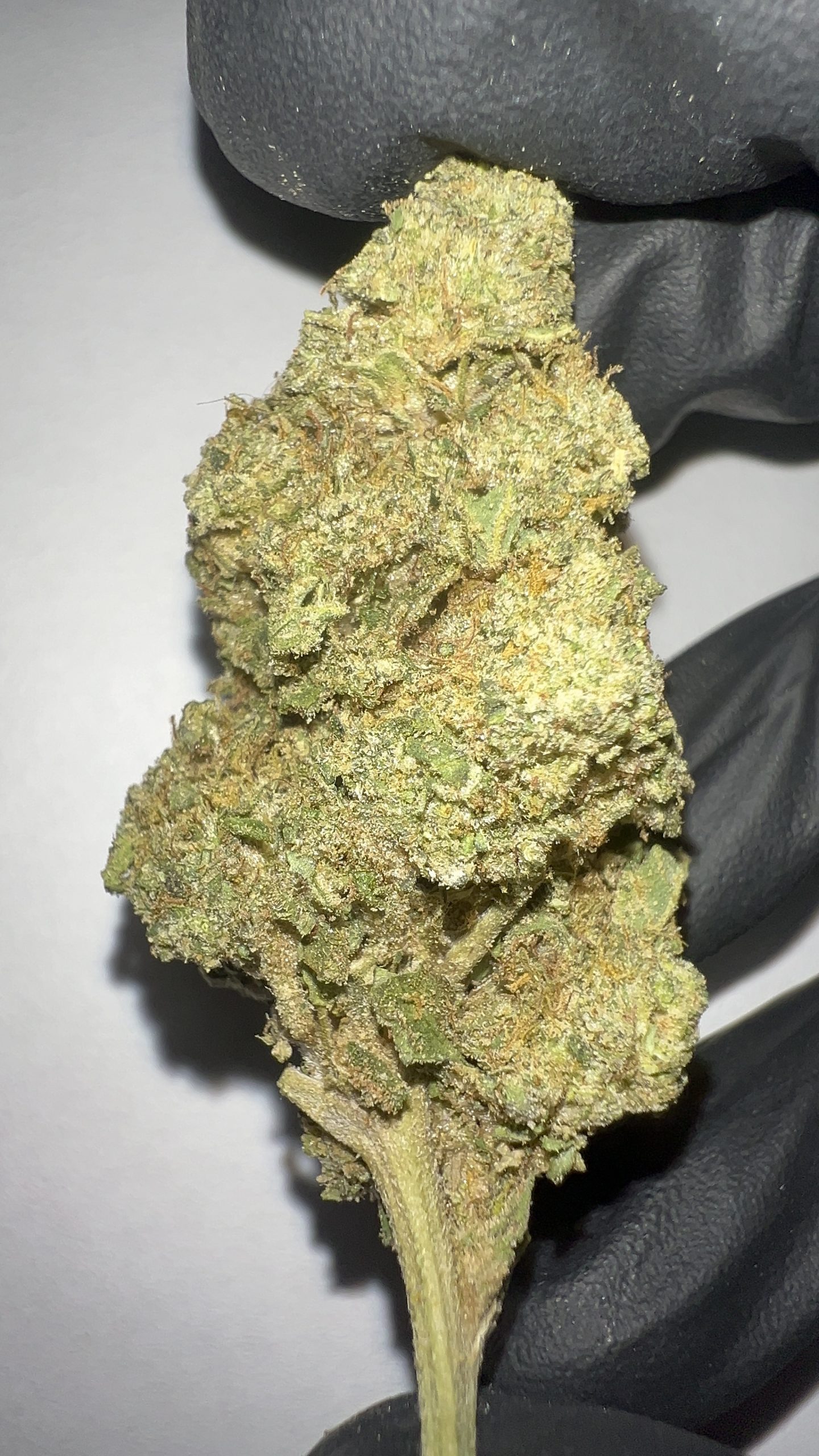 Cereal Milk - Light Assist THCA Flower (Hybrid)