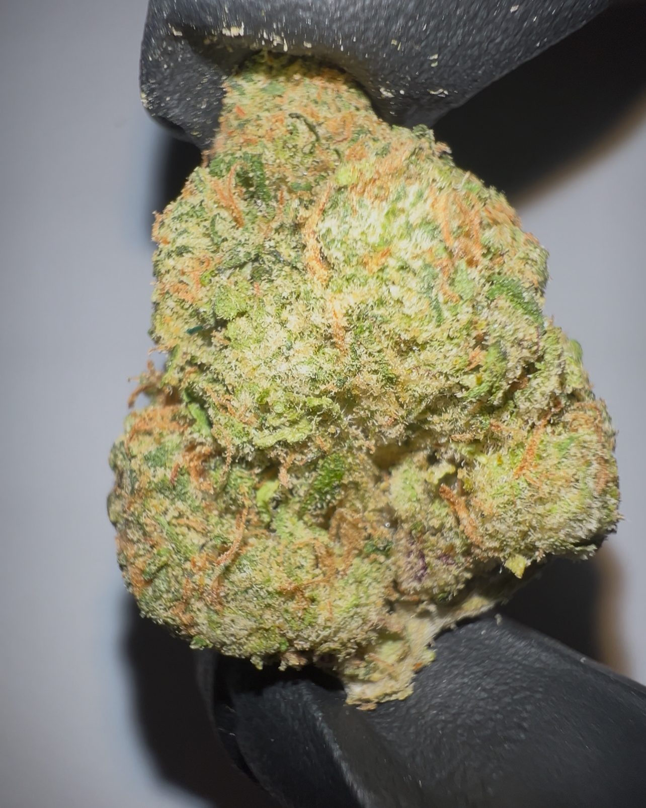 Colombian Gold - THCA Flower (Sativa)