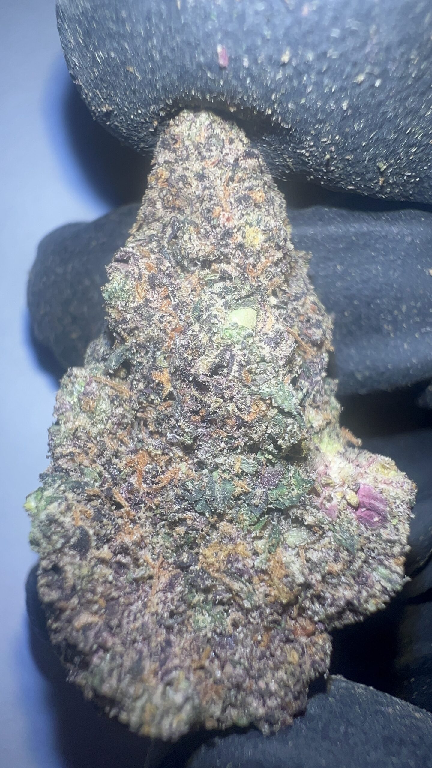 Blizzard Berry - THCA Flower (Indica)