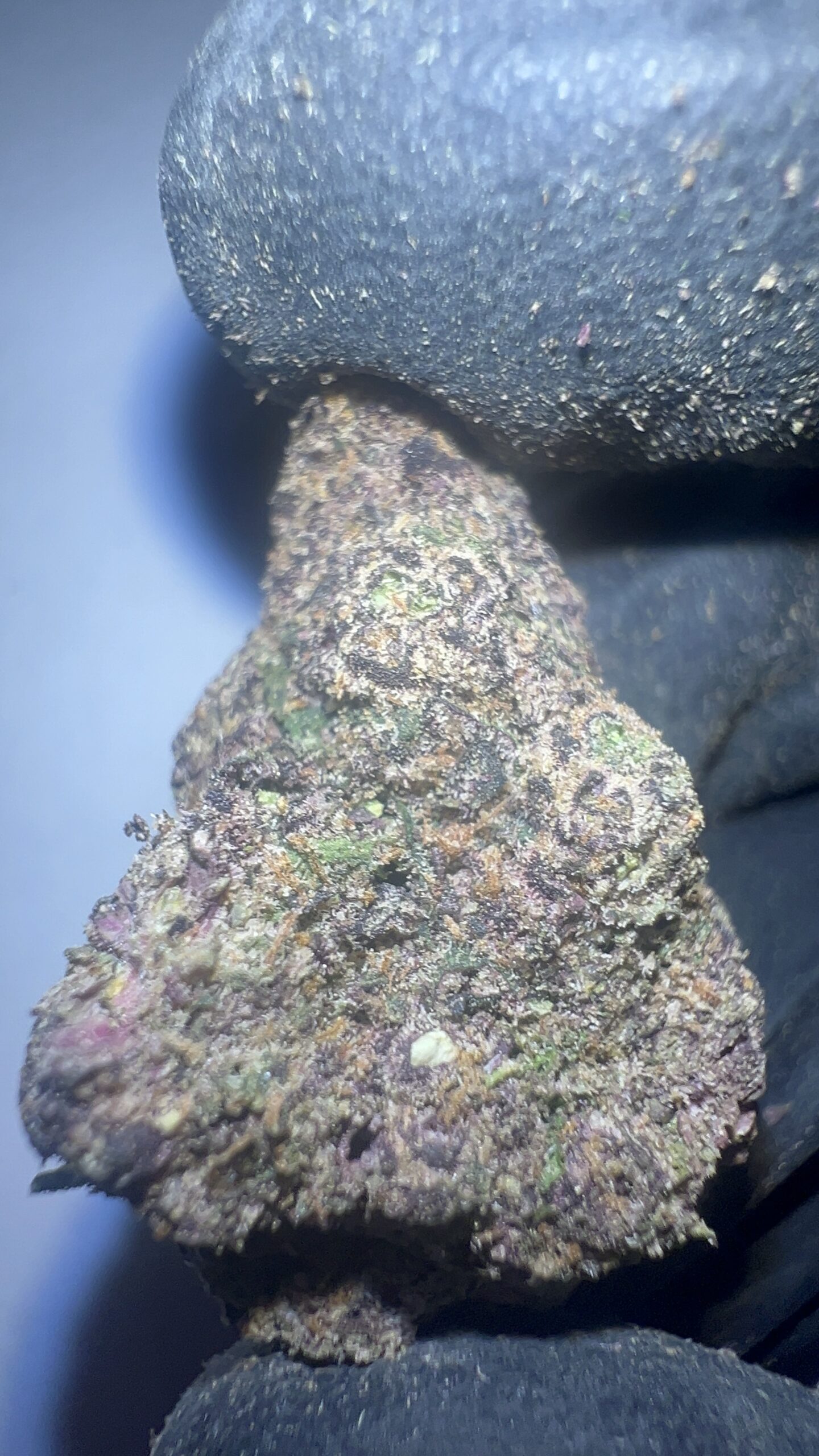 Blizzard Berry - THCA Flower (Indica) - Image 4
