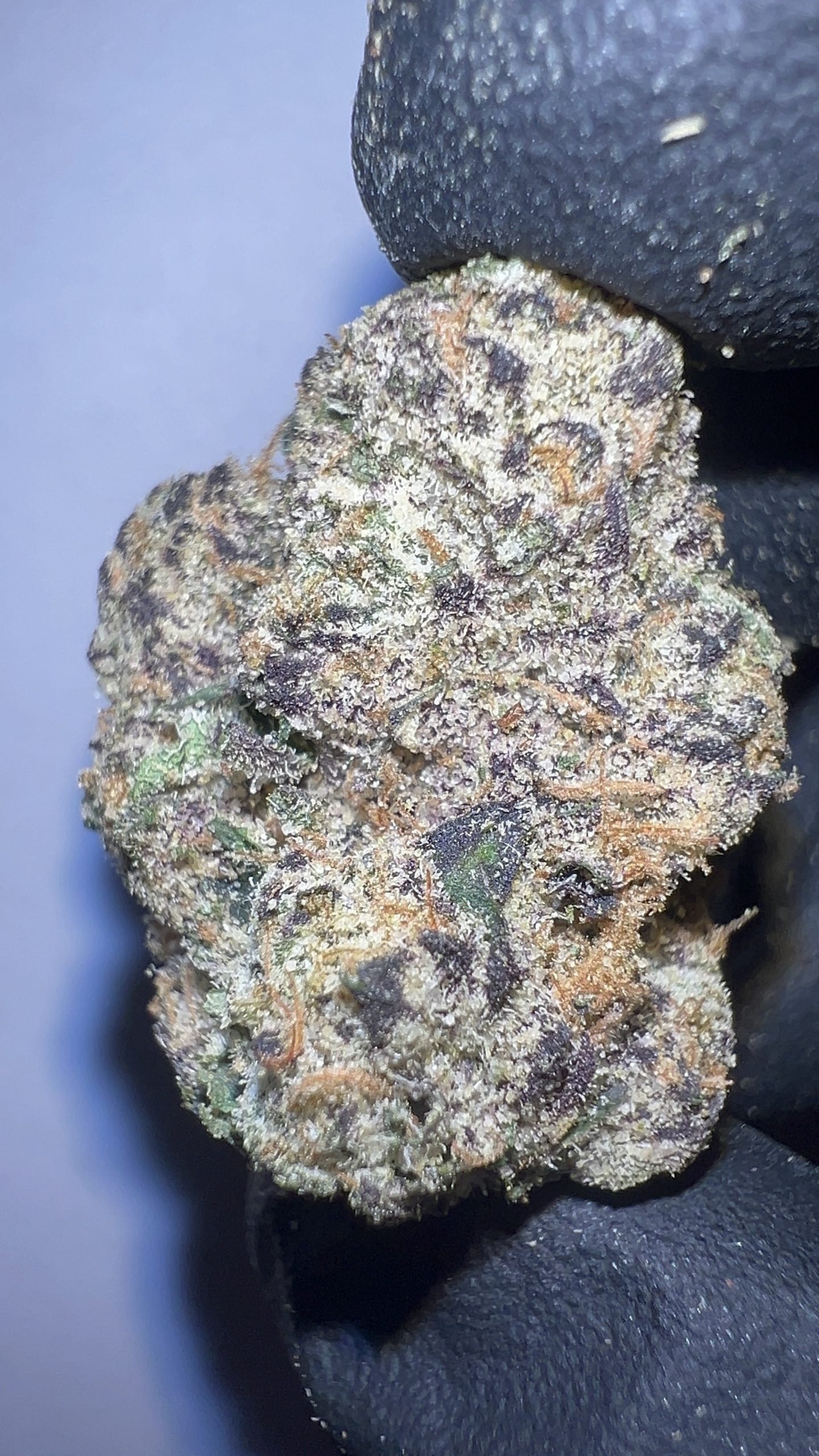 Super Runtz - THCA Flower (Hybrid) - Image 3