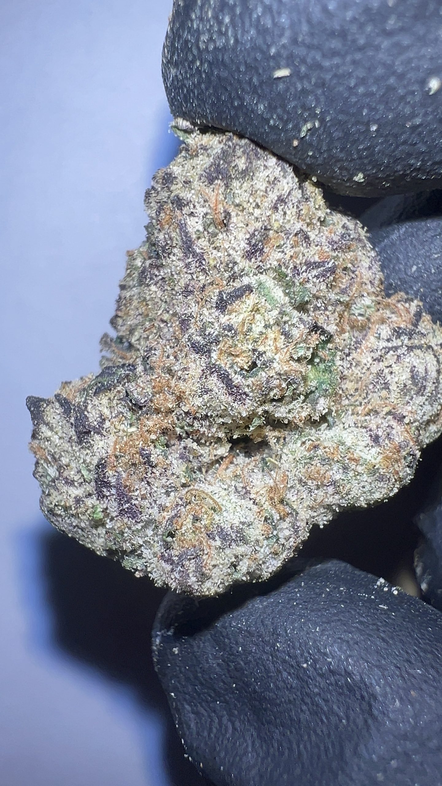 Super Runtz - THCA Flower (Hybrid) - Image 4