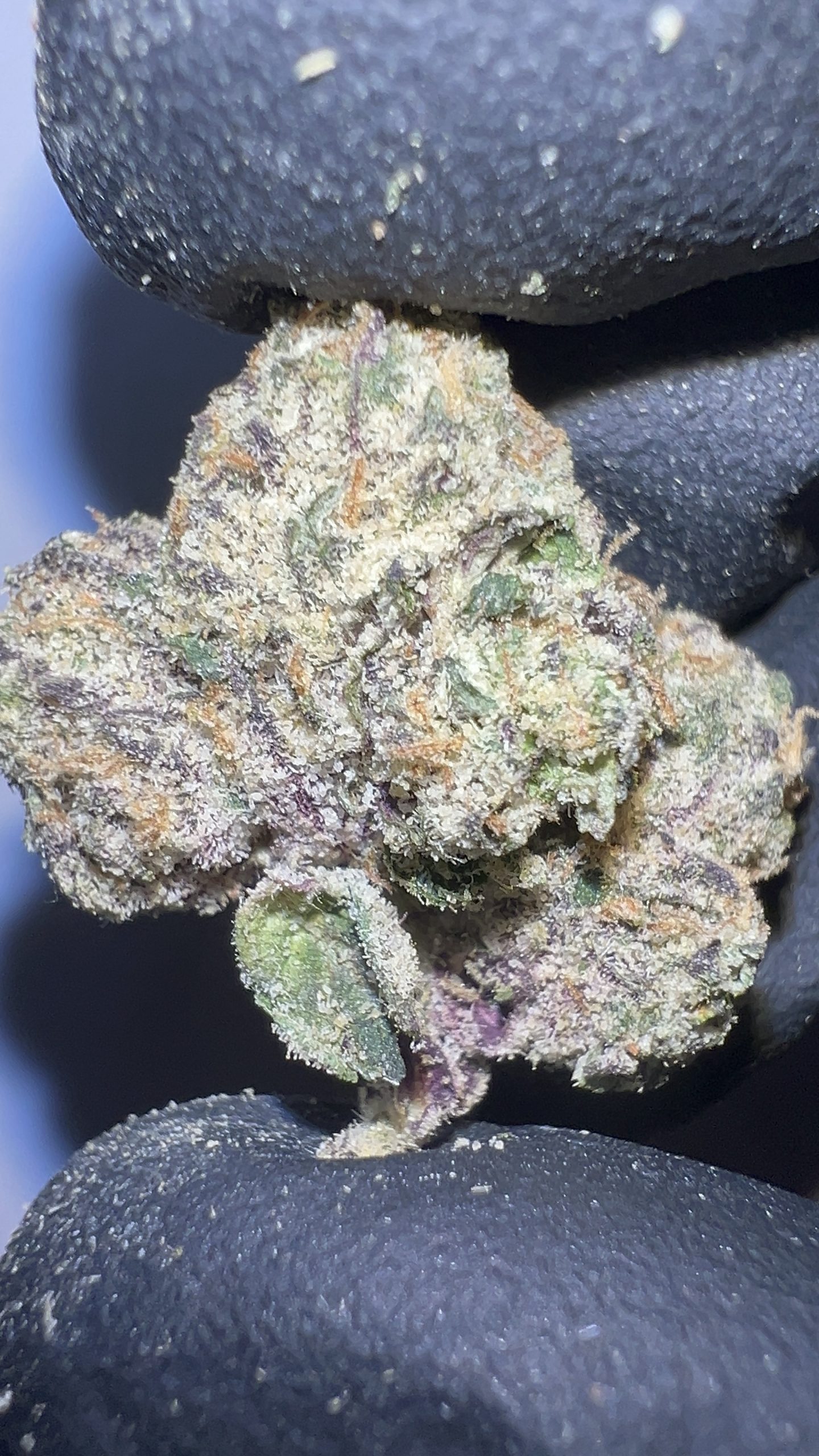 Super Runtz - THCA Flower (Hybrid) - Image 5
