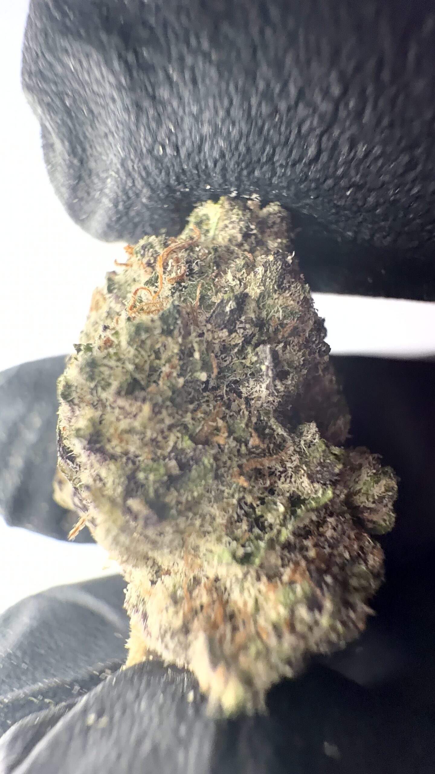 Apple Fritter - THCA Flower (Hybrid) - Image 4