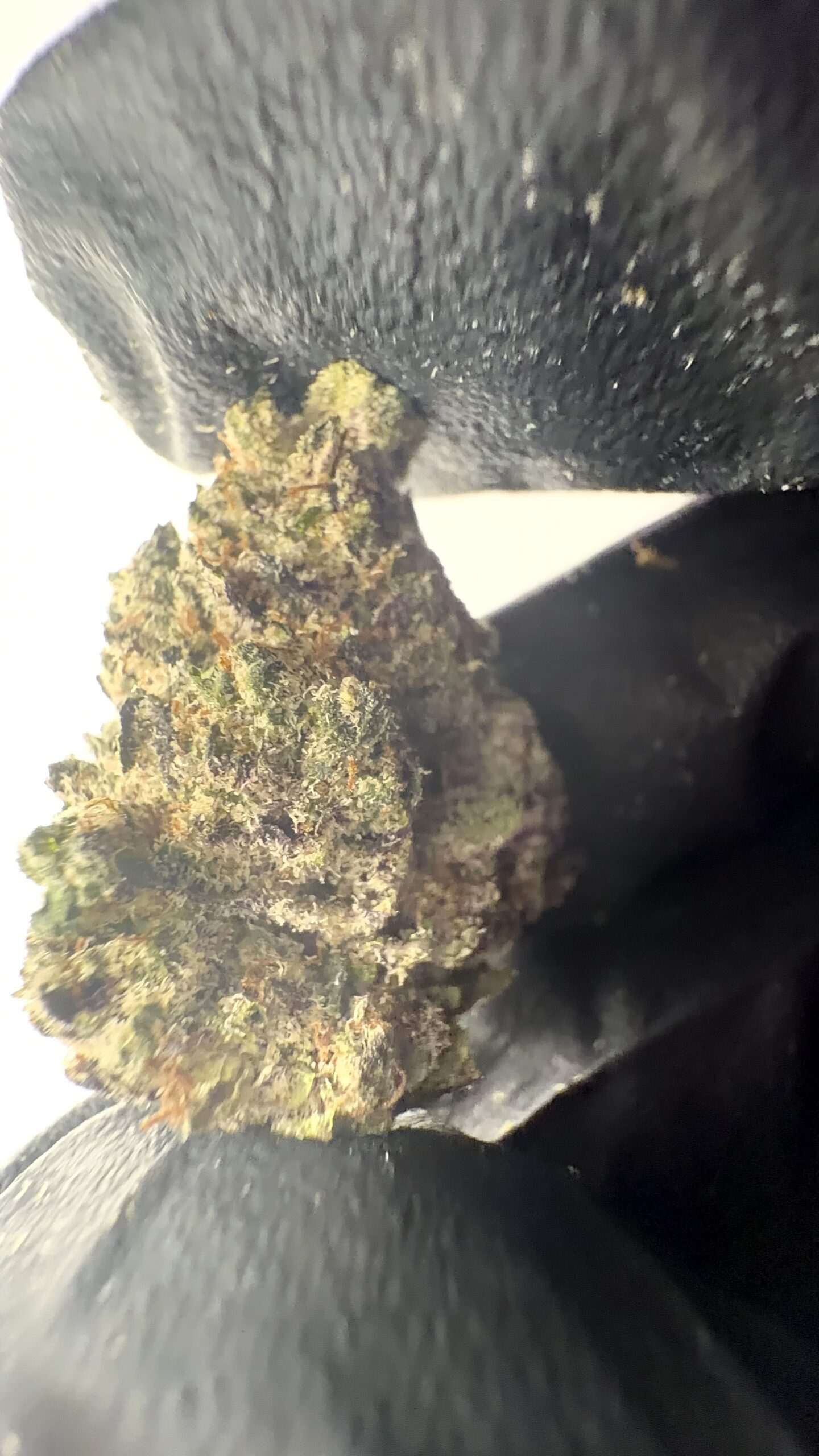 Apple Fritter - THCA Flower (Hybrid) - Image 2