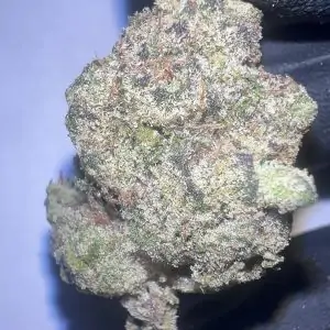 Gelato & Cream - THCA Flower (Hybrid)