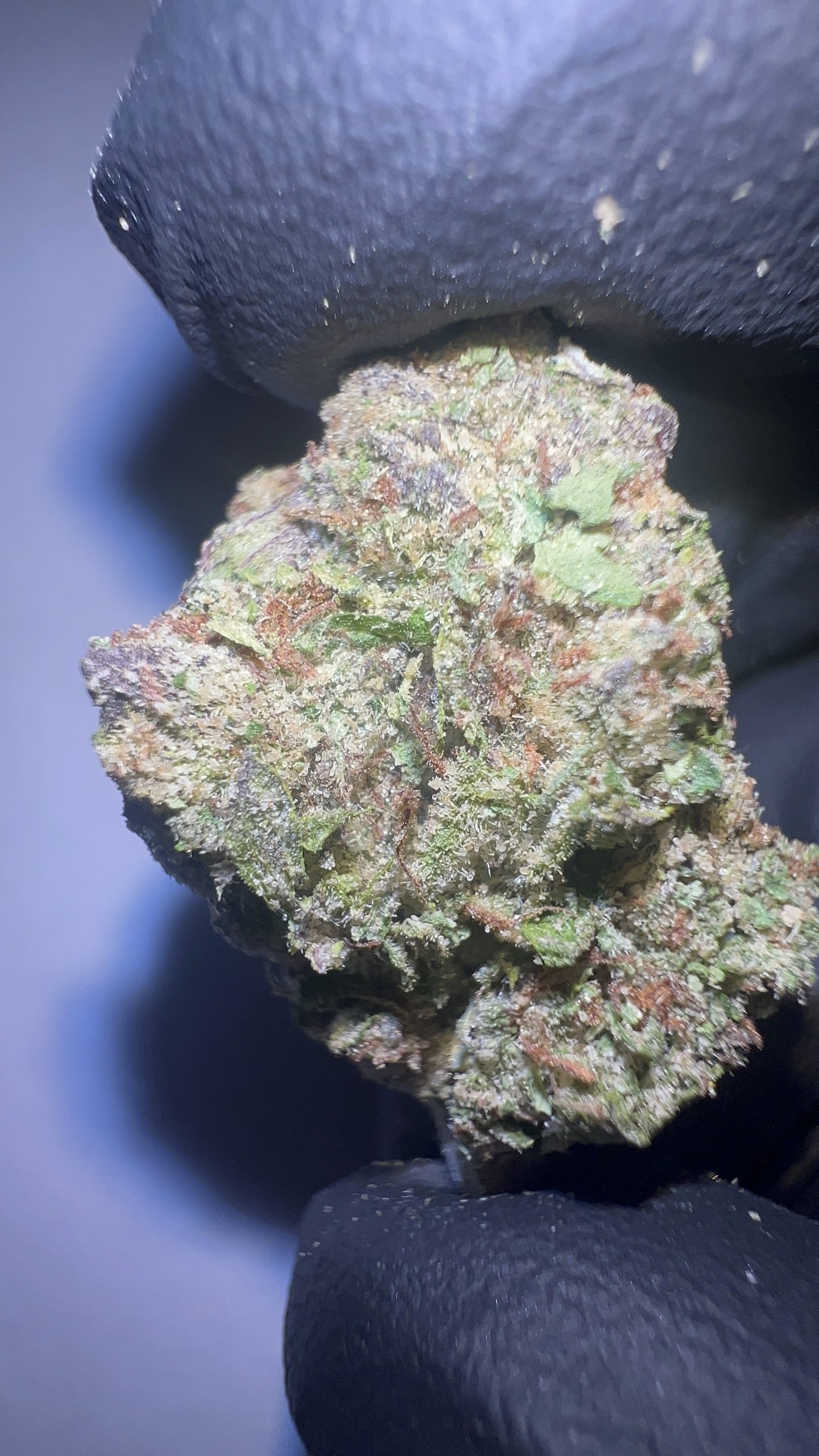 Lemon Cherry Gelato - Light Assist THCA Flower (Hybrid) - Image 2
