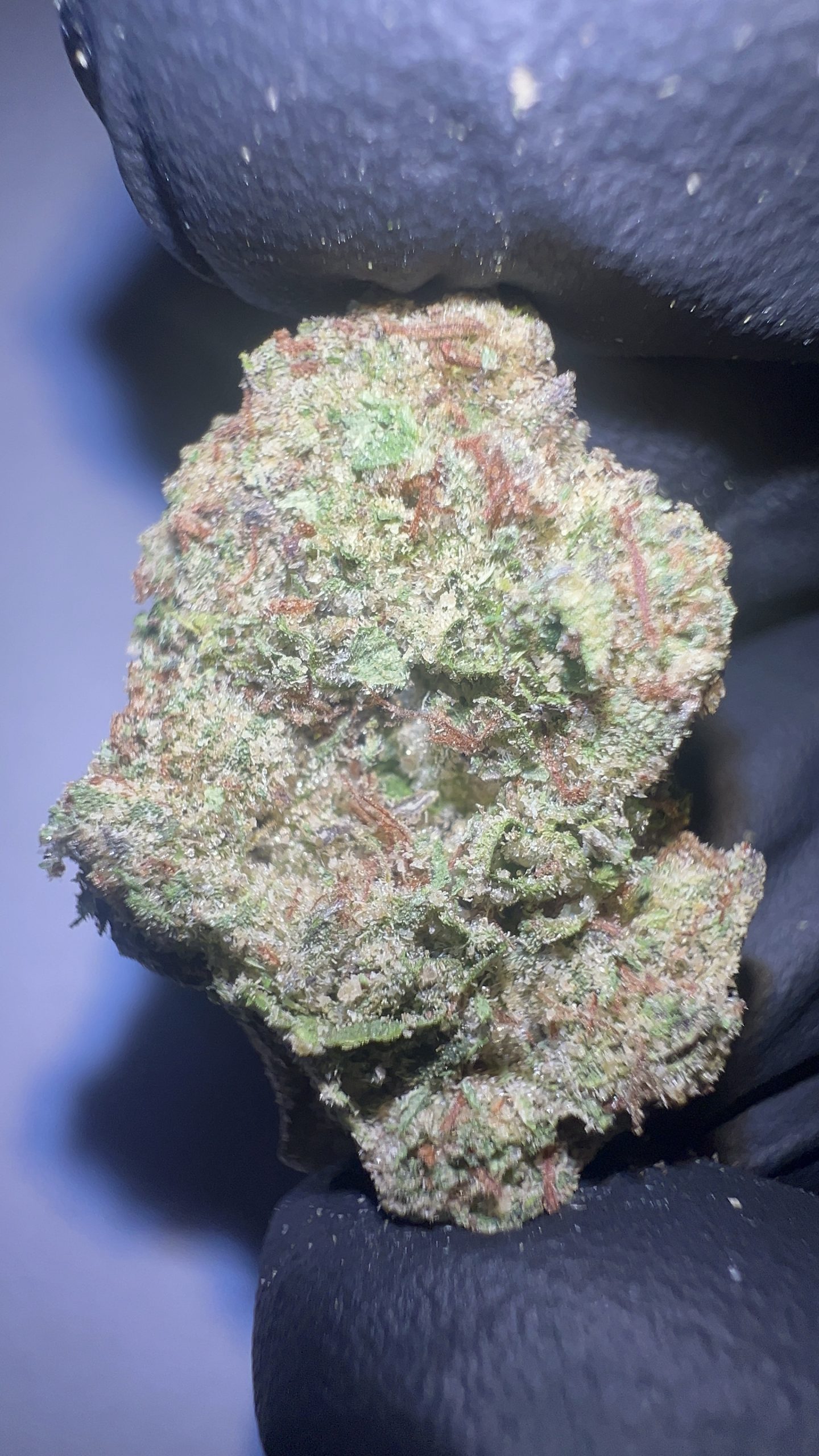 Lemon Cherry Gelato - Light Assist THCA Flower (Hybrid) - Image 3