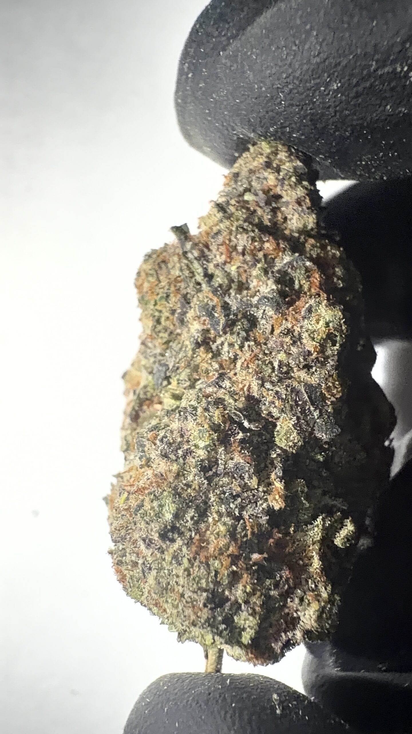 Trophy Wife - Texas-Grown THCA Flower (Hybrid) - Image 3