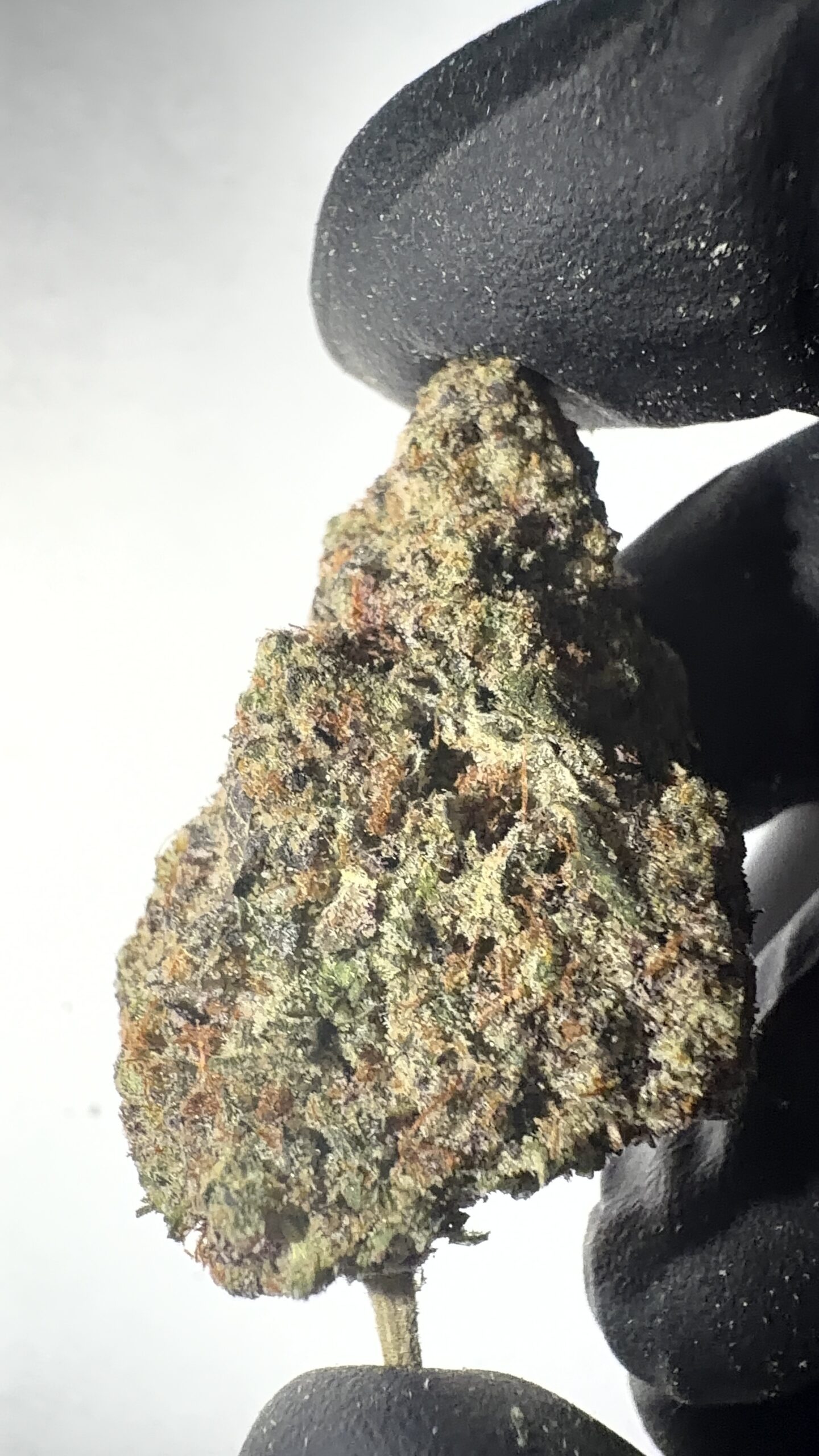 Trophy Wife - Texas-Grown THCA Flower (Hybrid)