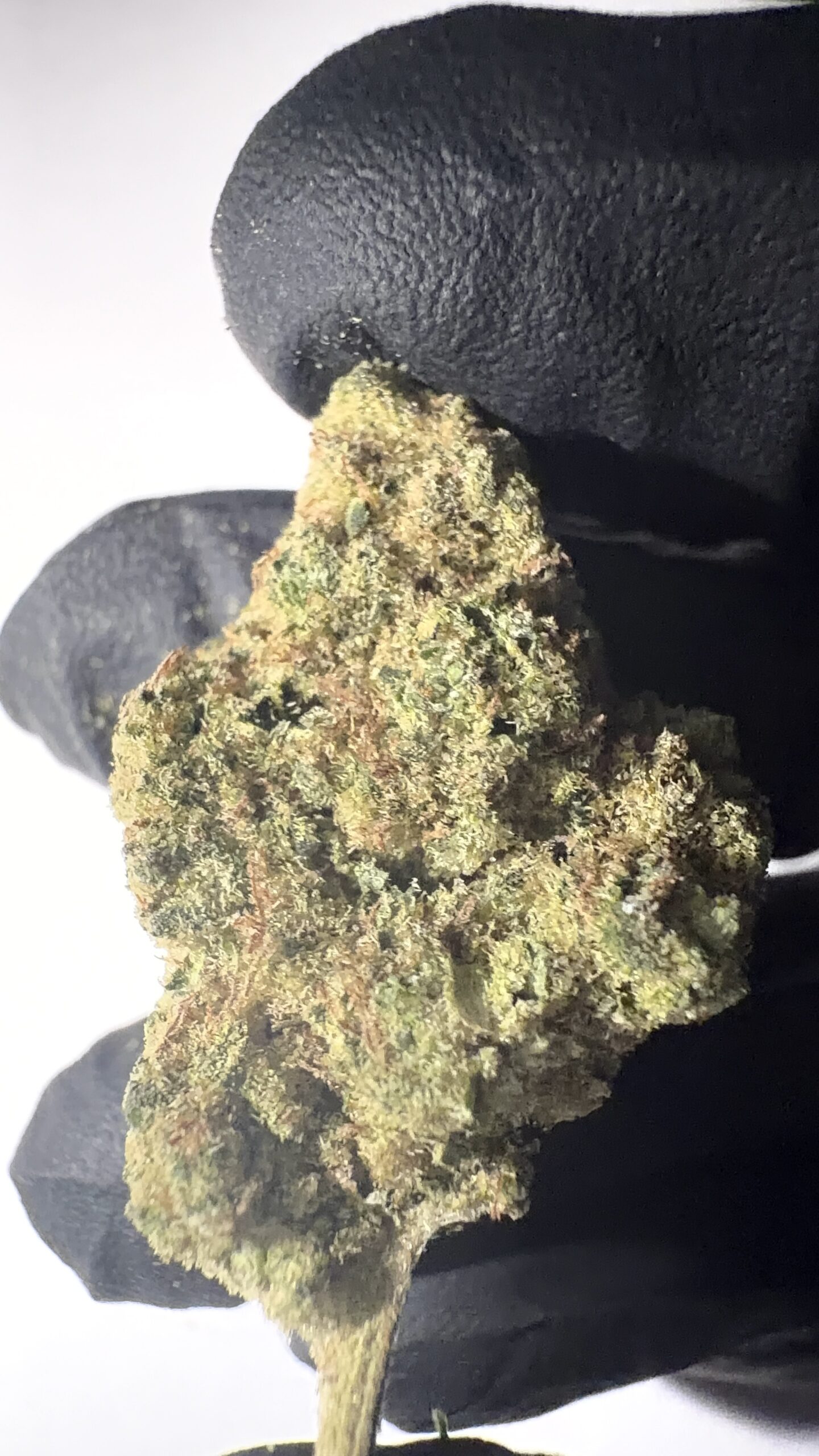 Critical - Indoor THCA Flower (Indica)