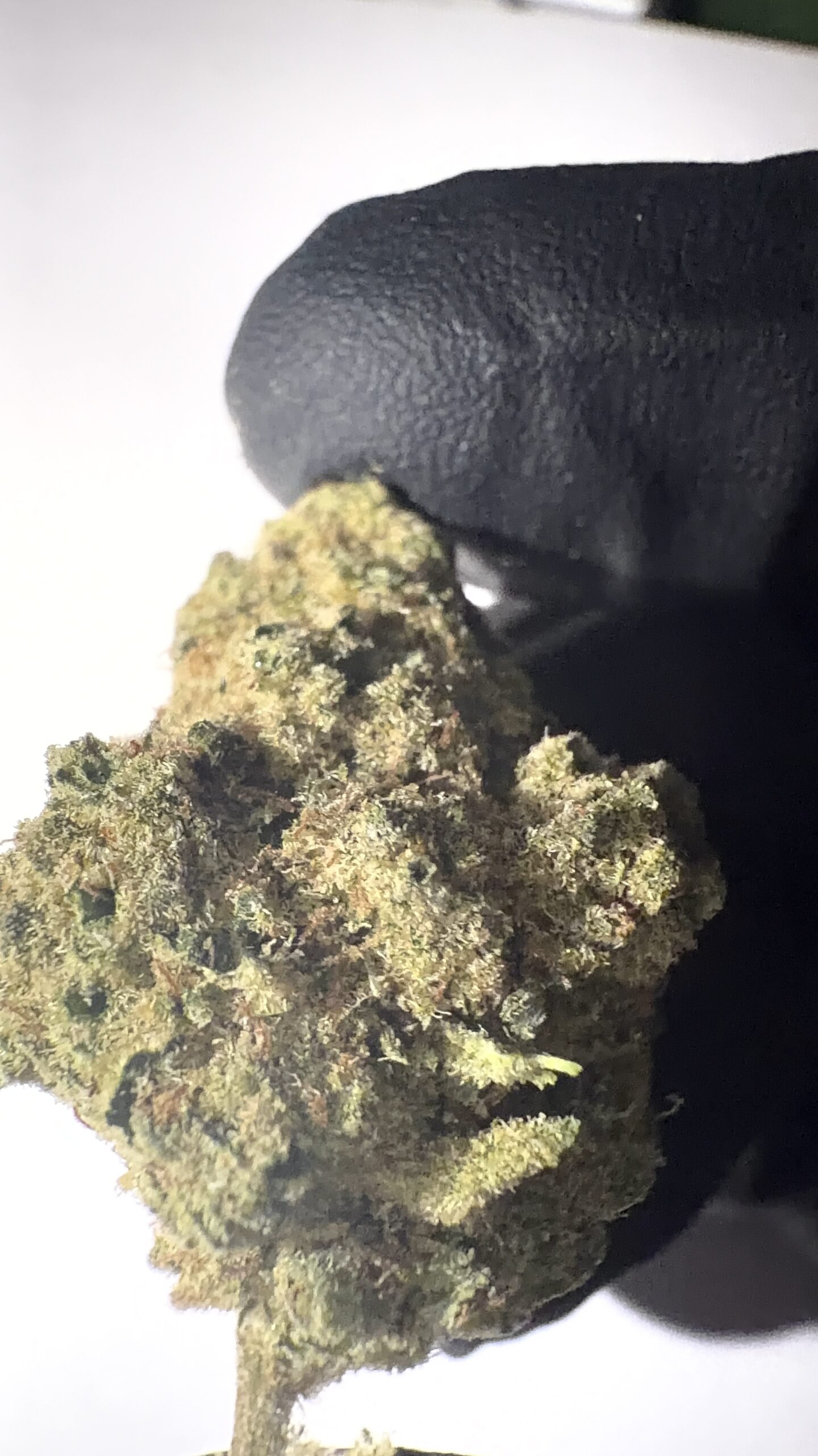 Critical - Indoor THCA Flower (Indica) - Image 3