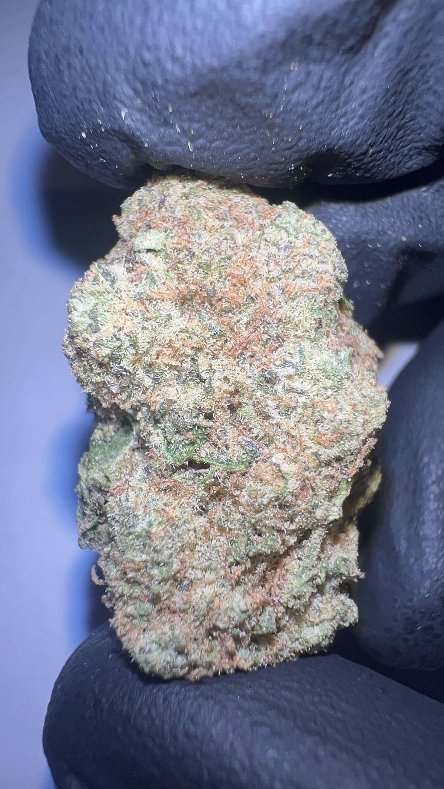 Tangie - THCA Flower (Sativa) - Image 2