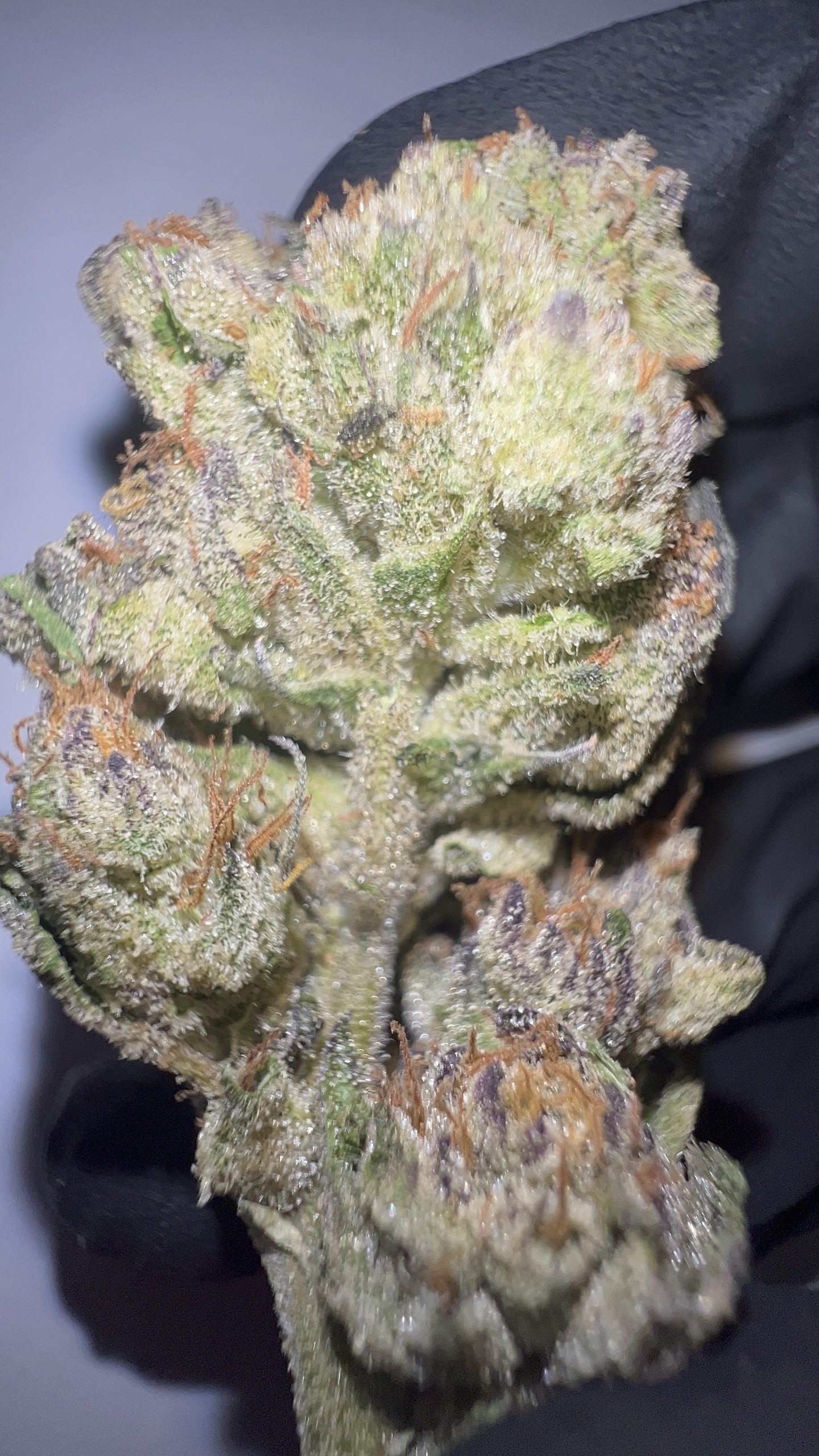 Wedding Cake - Texas-Grown THCA Flower (Hybrid) - Image 4