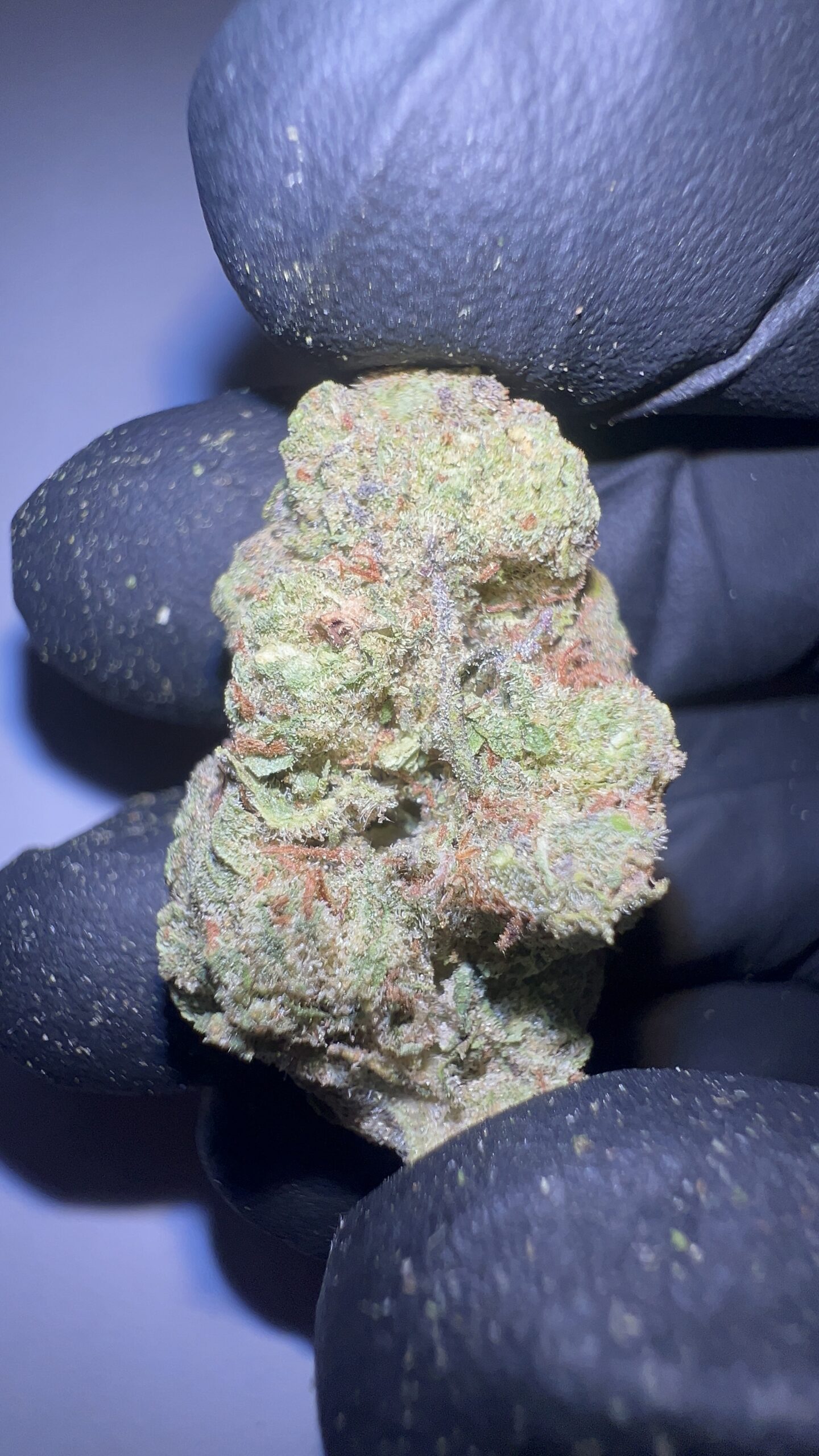 Malawi Gold - THCA Flower (Sativa) - Image 6