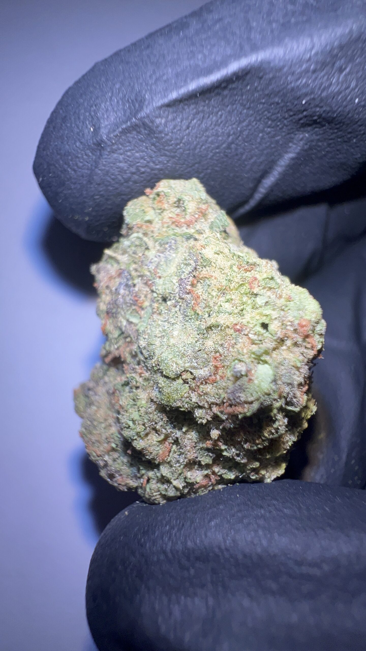 Malawi Gold - THCA Flower (Sativa) - Image 5