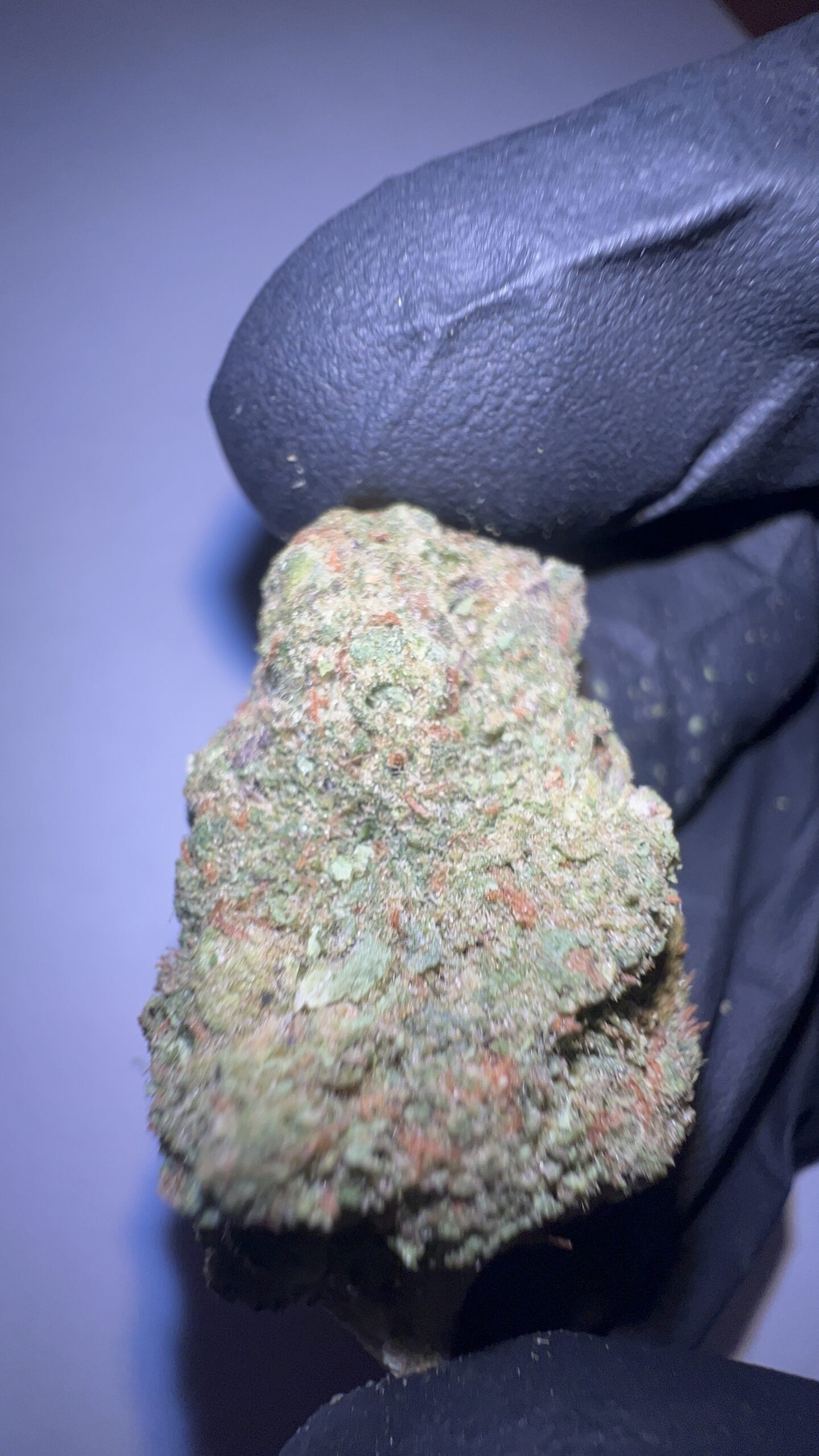 Malawi Gold - THCA Flower (Sativa) - Image 3