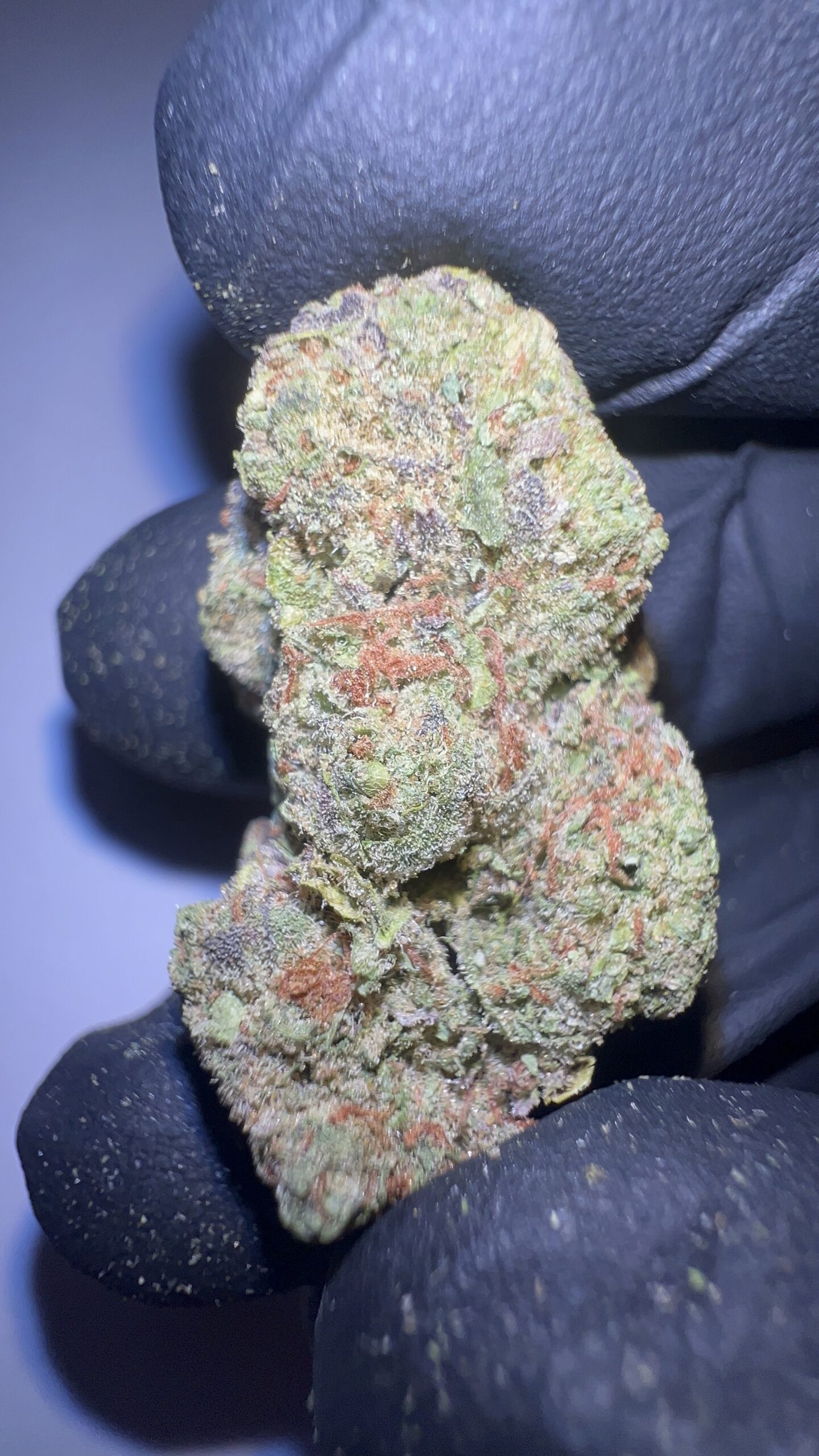Malawi Gold - THCA Flower (Sativa)