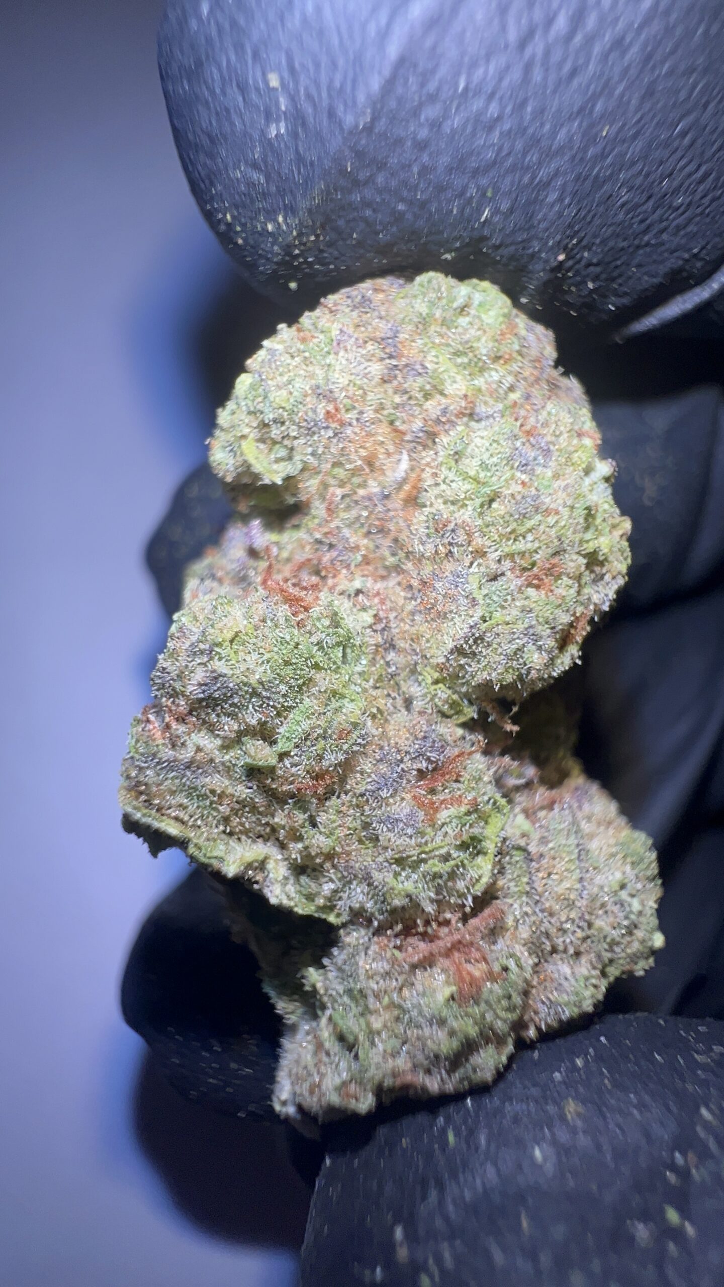 Malawi Gold - THCA Flower (Sativa) - Image 2