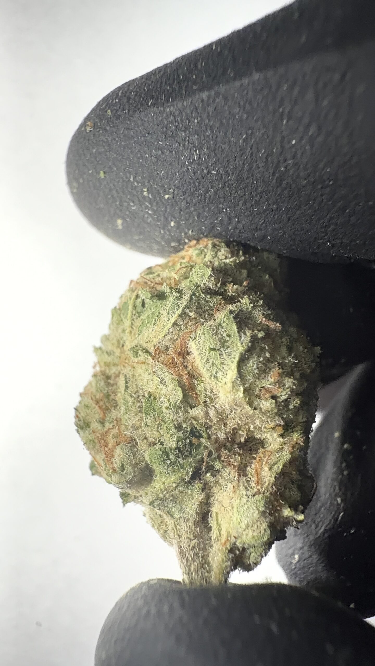 Amnesia Haze - THCA Flower (Sativa) - Image 4