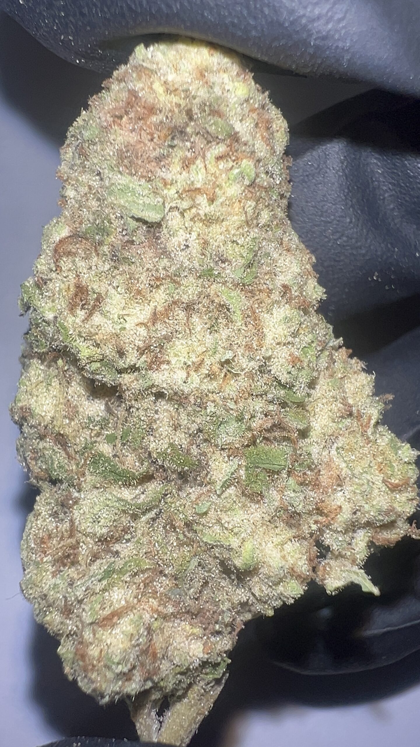Amnesia Haze - THCA Flower (Sativa) - Image 4