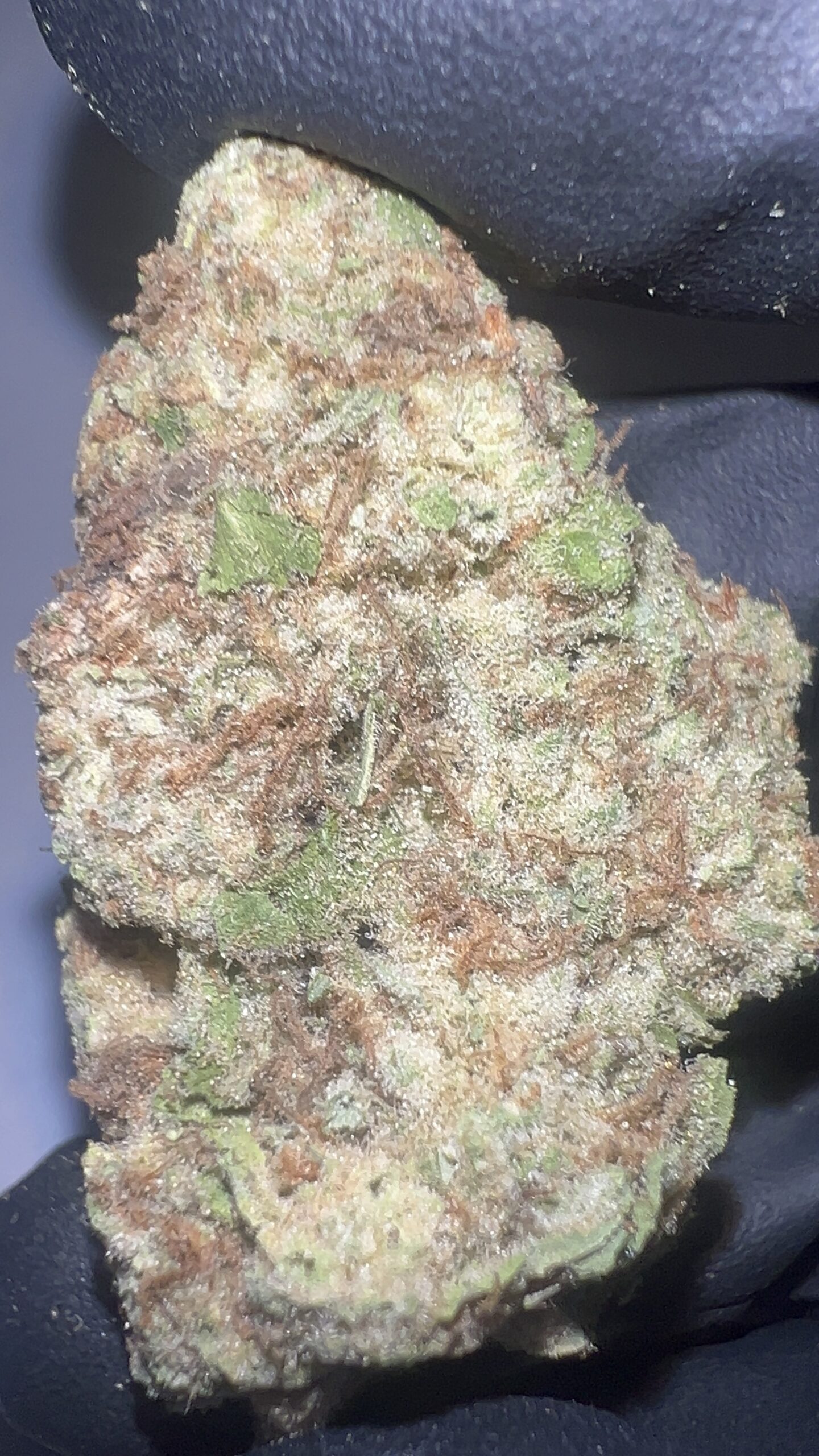 Amnesia Haze - THCA Flower (Sativa)