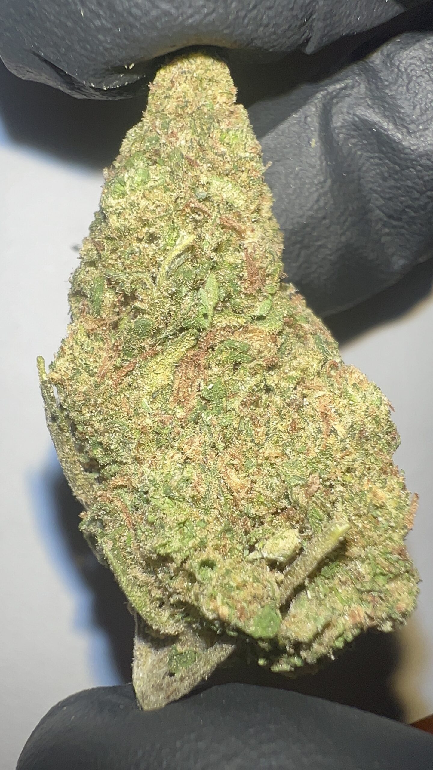 Cactus Cooler - THCA Flower (Hybrid)