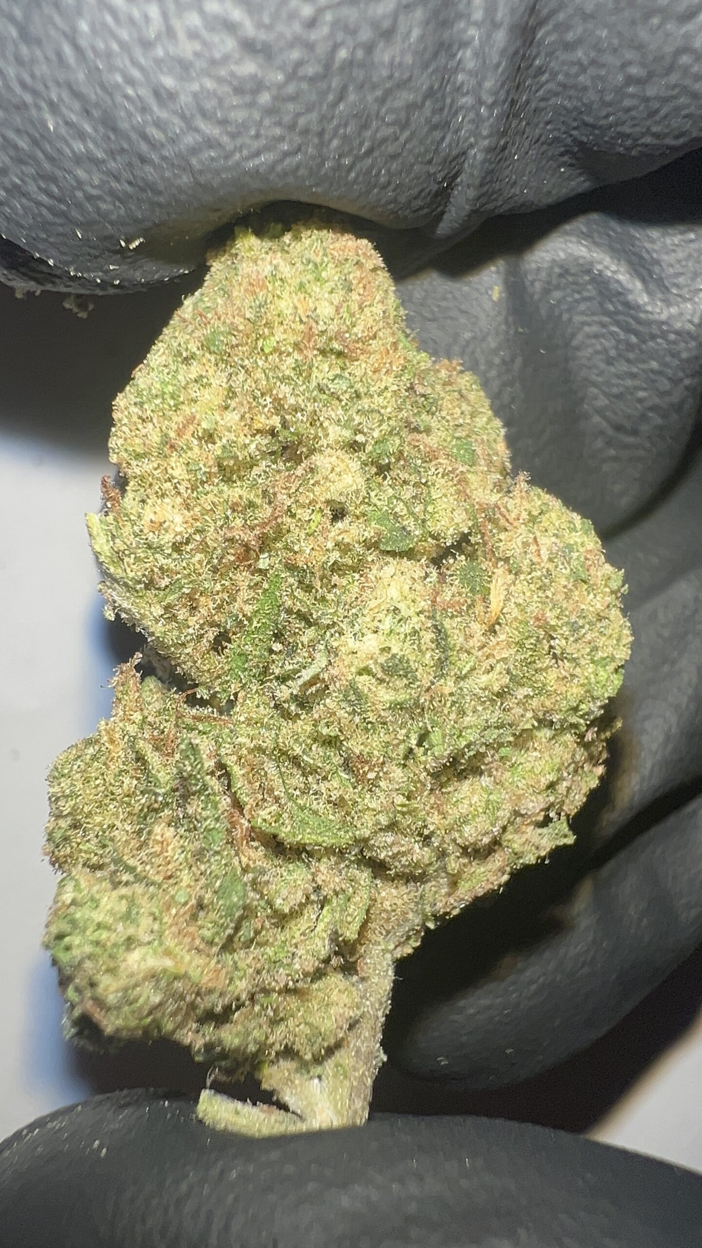 Cactus Cooler - THCA Flower (Hybrid) - Image 4