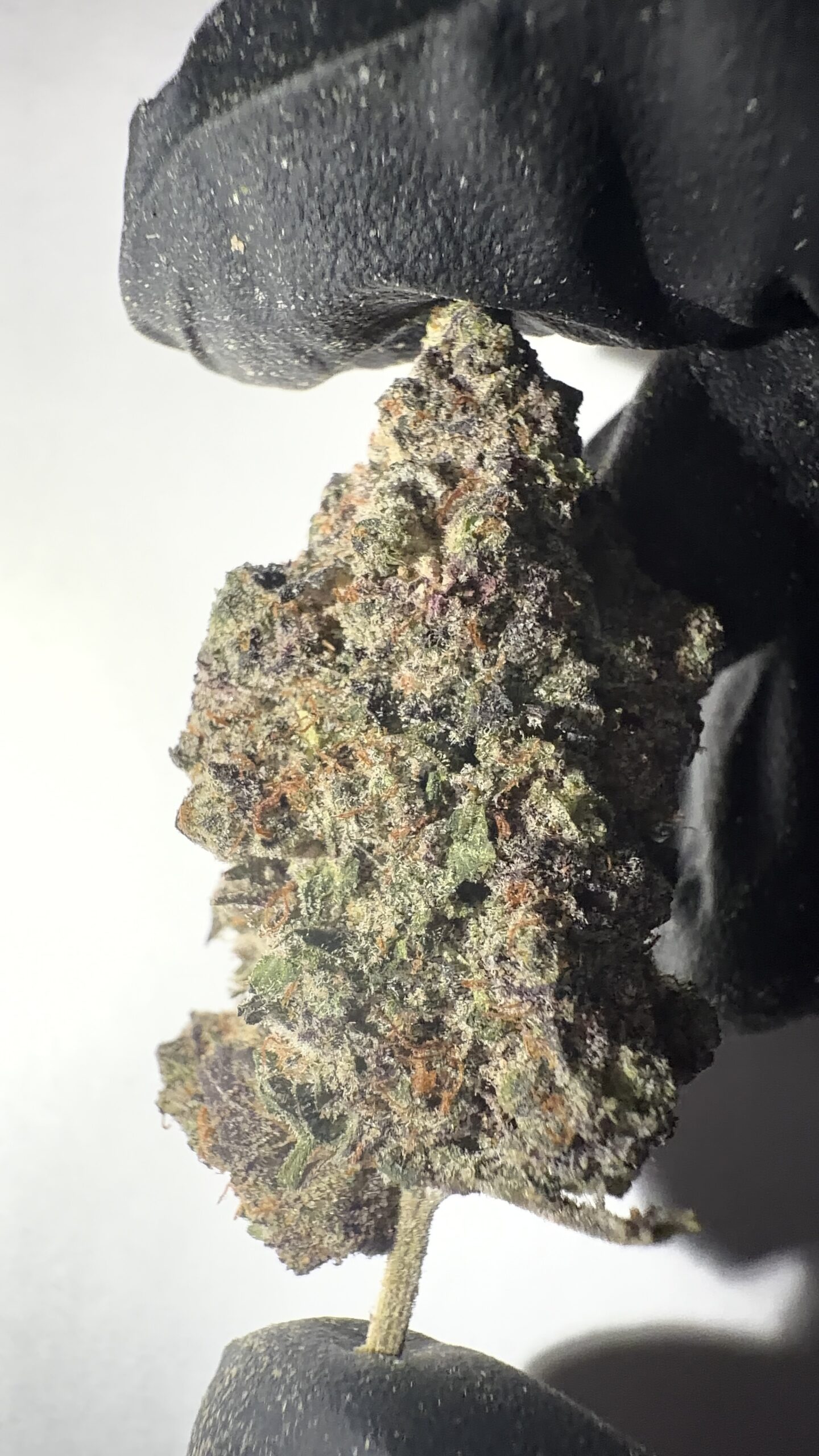 Gorilla Glue - THCA Flower (Hybrid) - Image 3