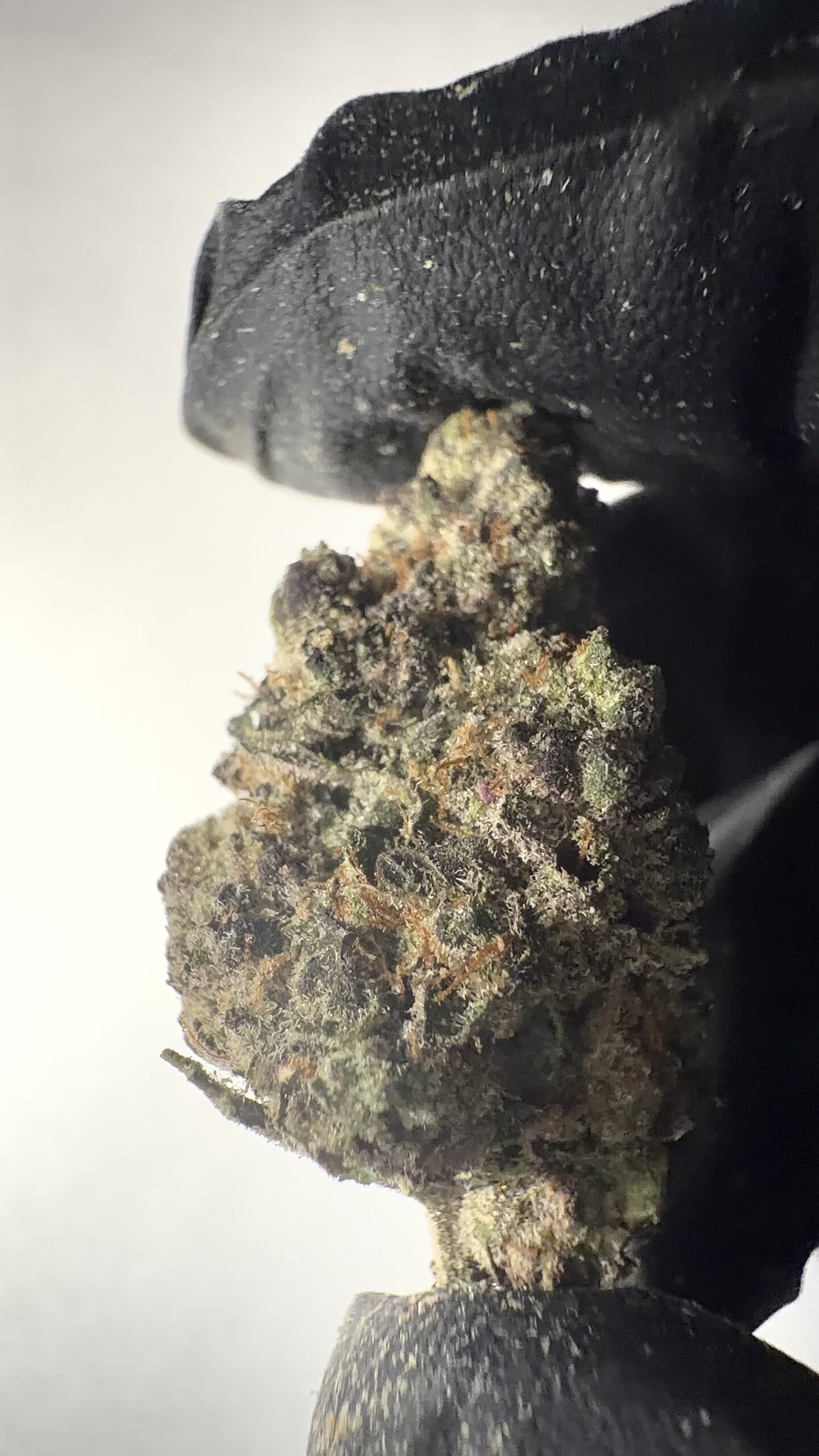 Gorilla Glue - THCA Flower (Hybrid) - Image 2