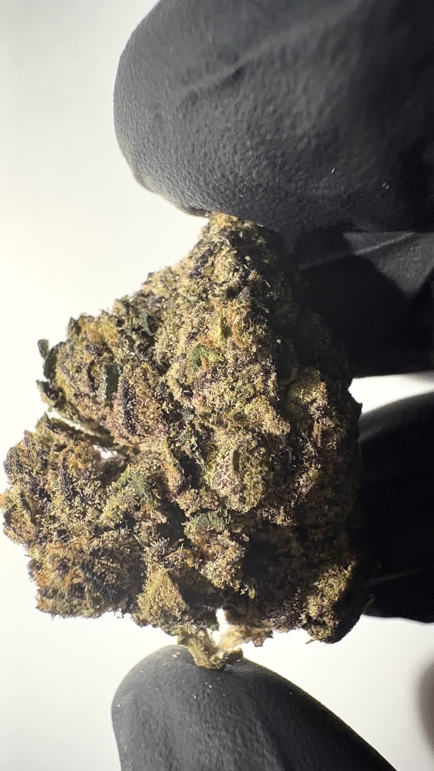 Blue Lobster - THCA Flower (Hybrid) - Image 2