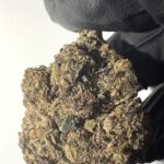 Blue Lobster - THCA Flower (Hybrid)