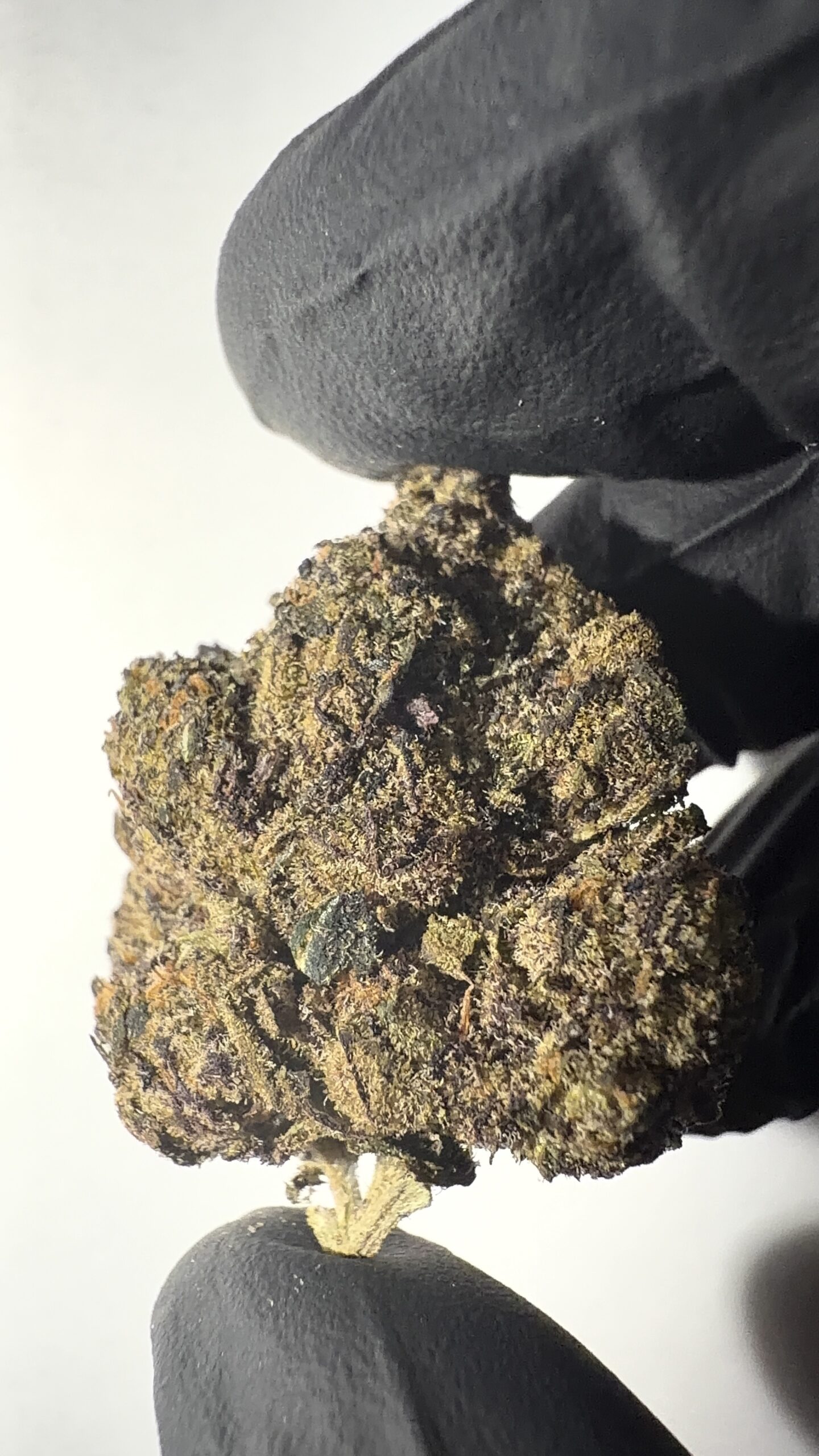 Blue Lobster - THCA Flower (Hybrid)