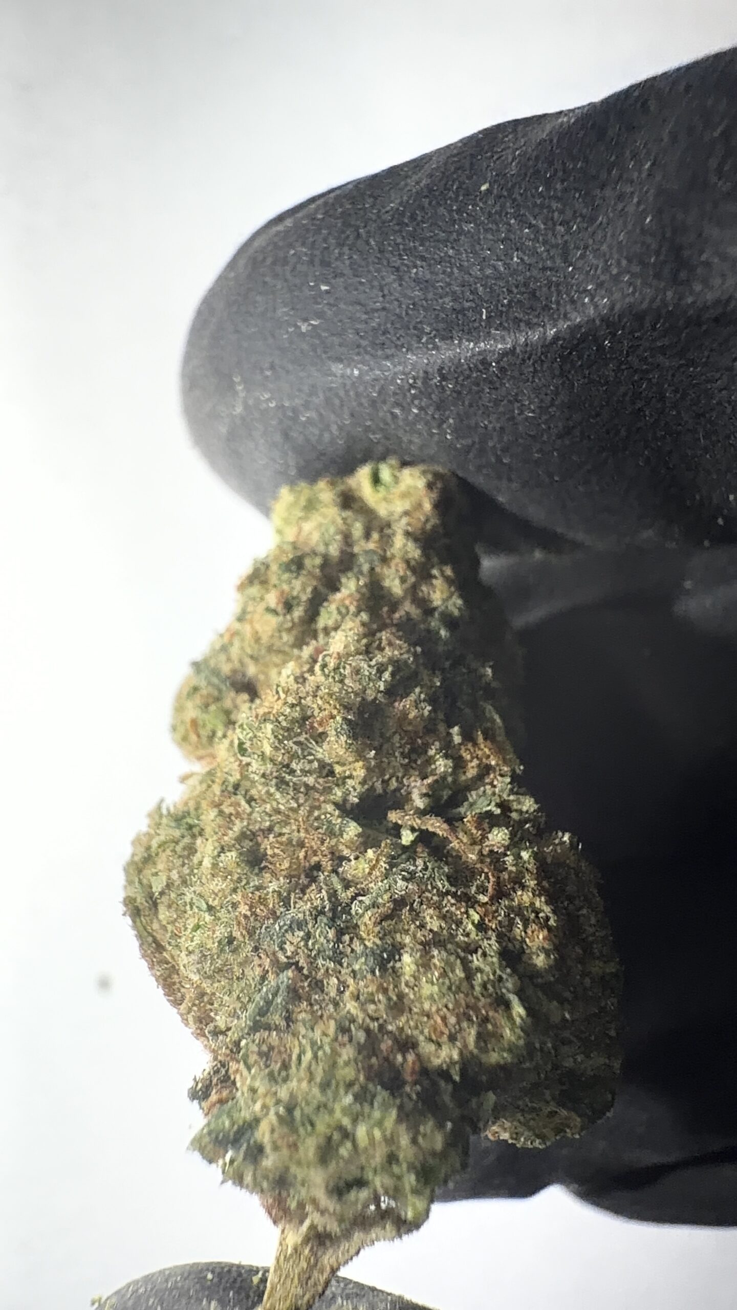 Candy Mob - Light Assist THCA Flower (Sativa) - Image 6