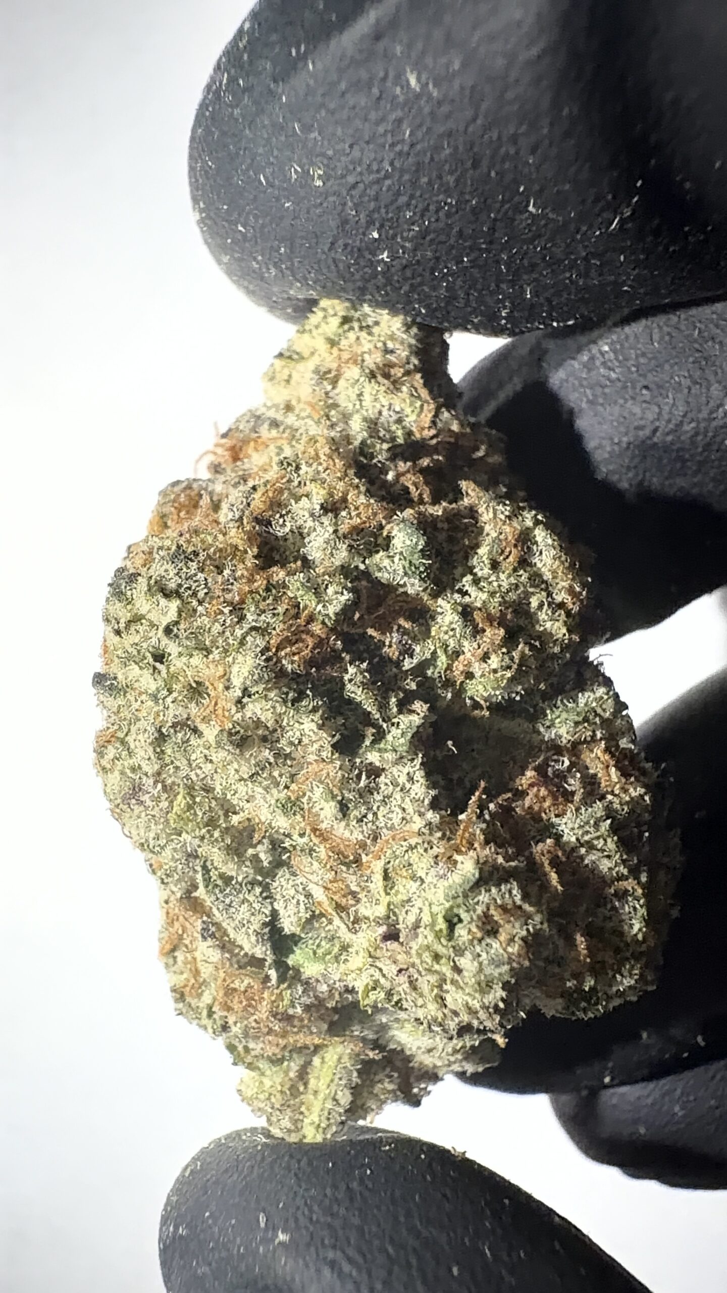 Dante's Inferno - THCA Flower (Hybrid) - Image 2