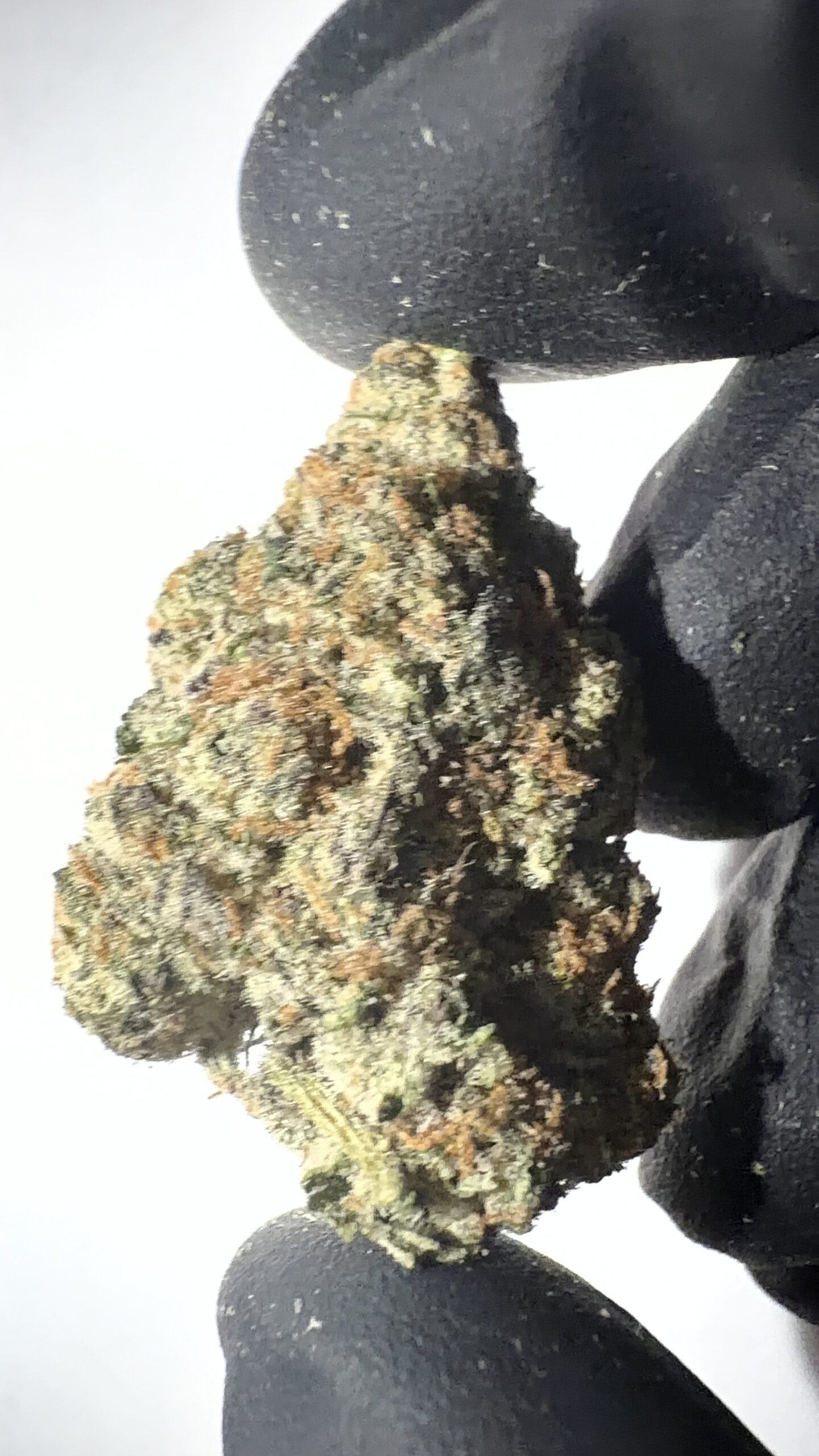 Dante's Inferno - THCA Flower (Hybrid) - Image 3