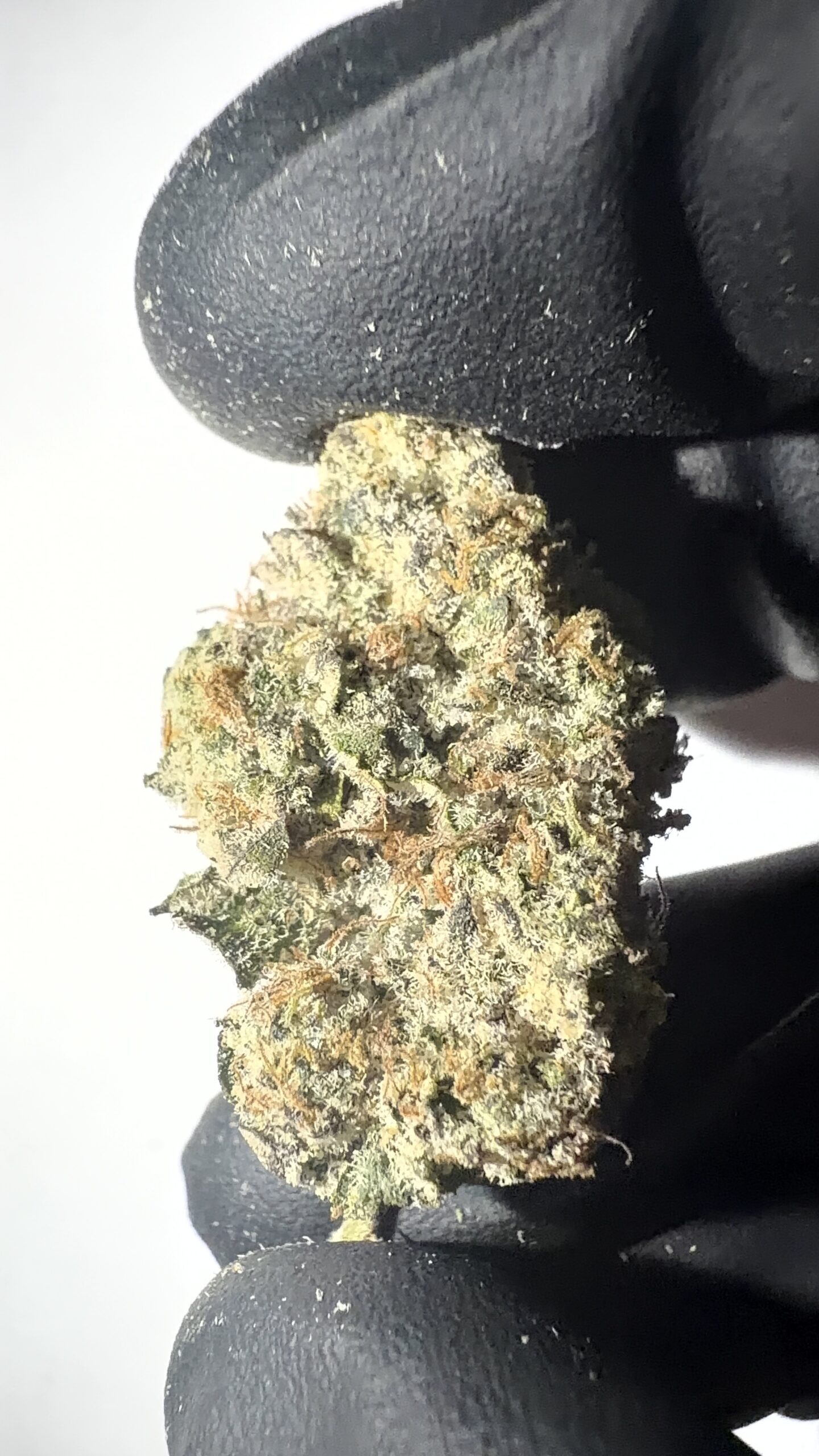 Dante's Inferno - THCA Flower (Hybrid) - Image 4