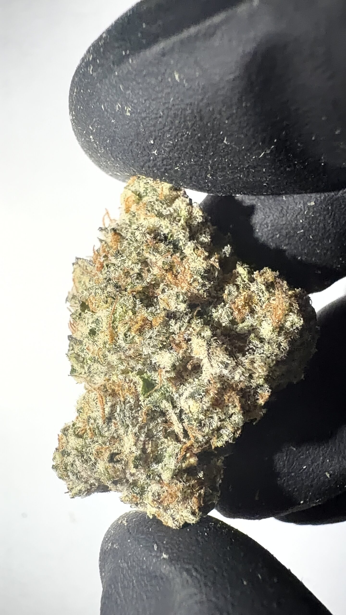 Dante's Inferno - THCA Flower (Hybrid) - Image 5