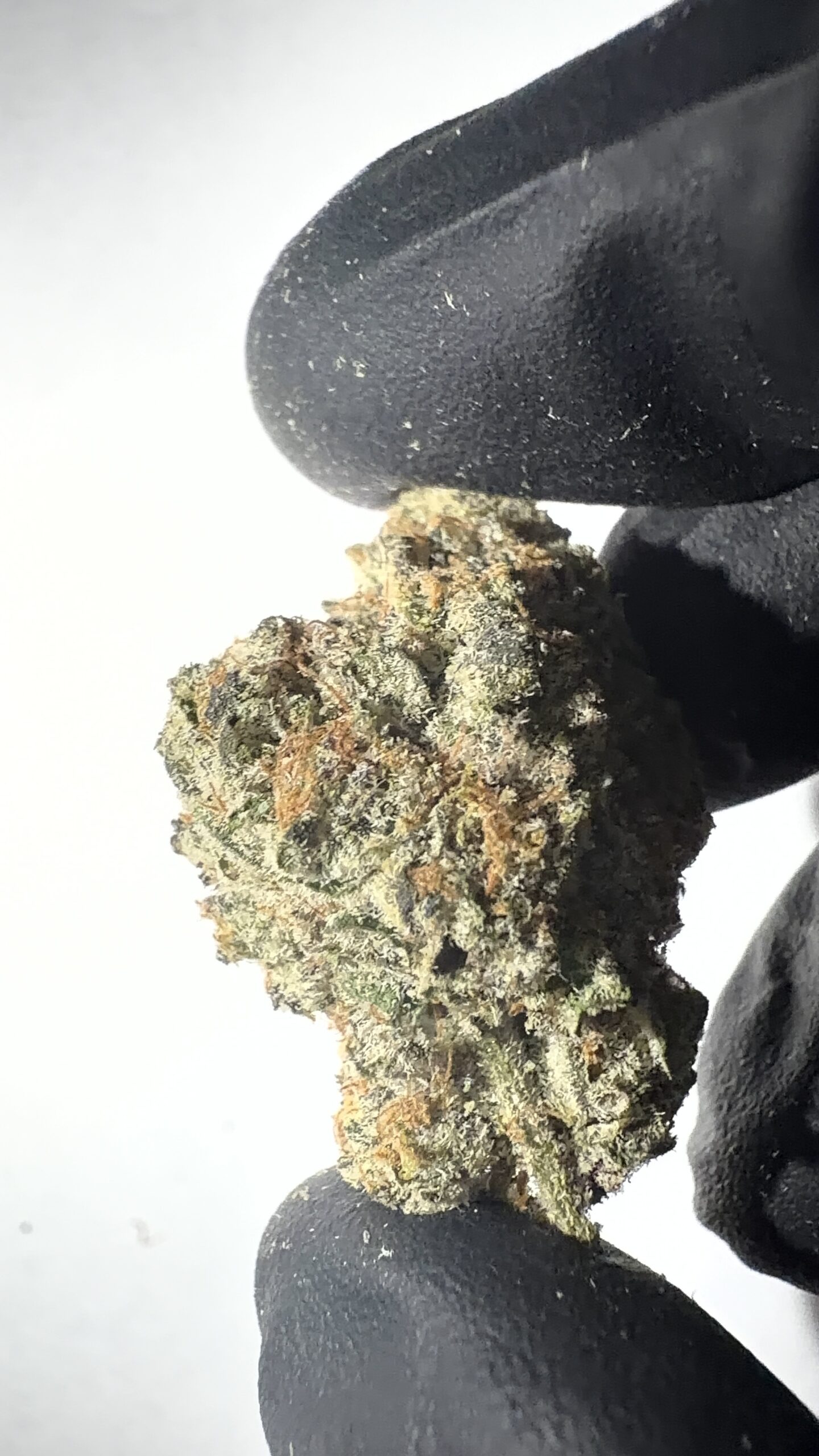 Dante's Inferno - THCA Flower (Hybrid) - Image 6
